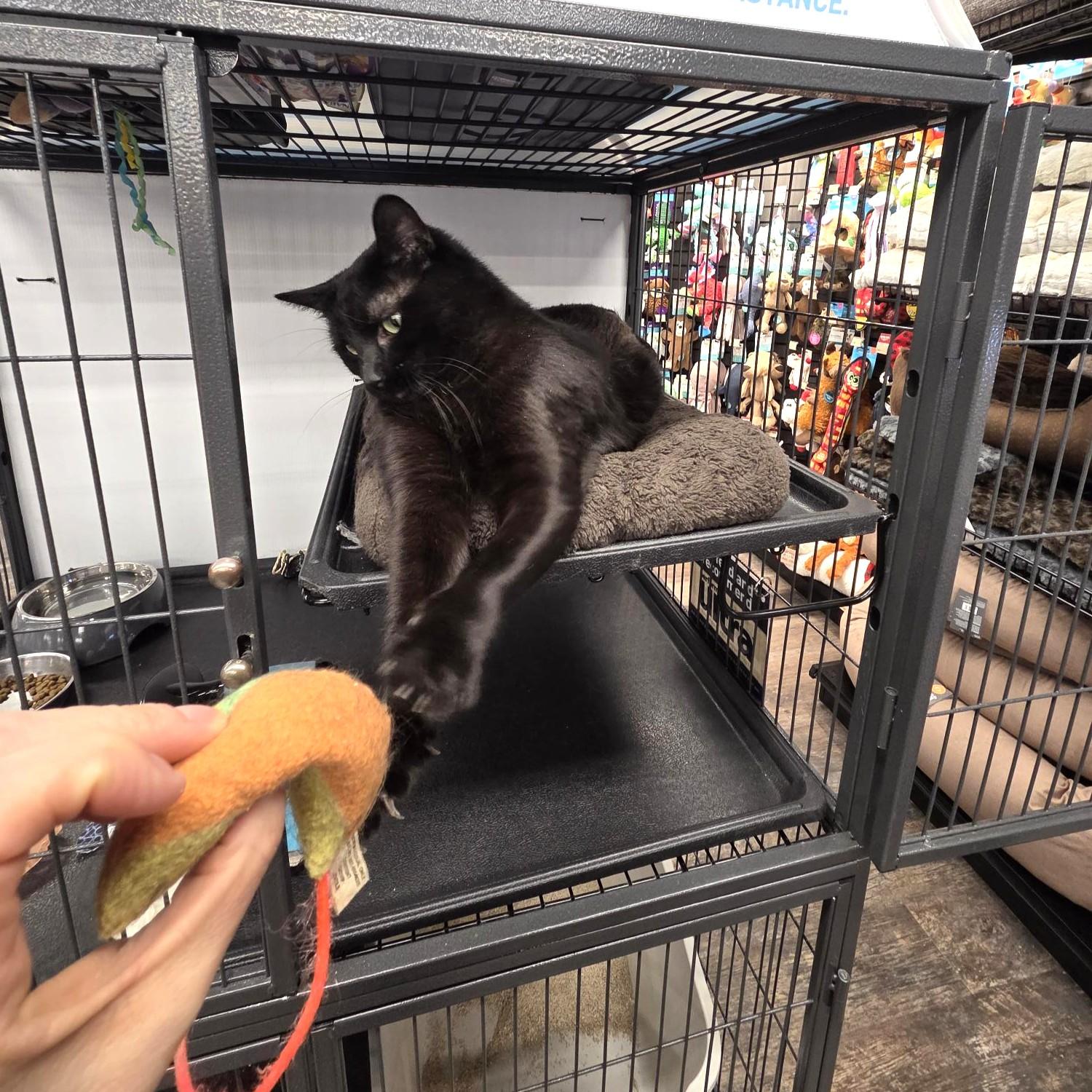 Enlarge Mince, a ADOPTABLE Domestic Short Hair in Calgary, AB image 3/4