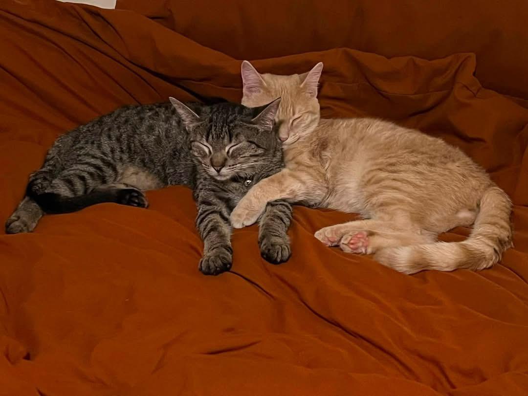 Spruce & Cedar, a ADOPTABLE Domestic Short Hair in Manhattan, KS image 2/4