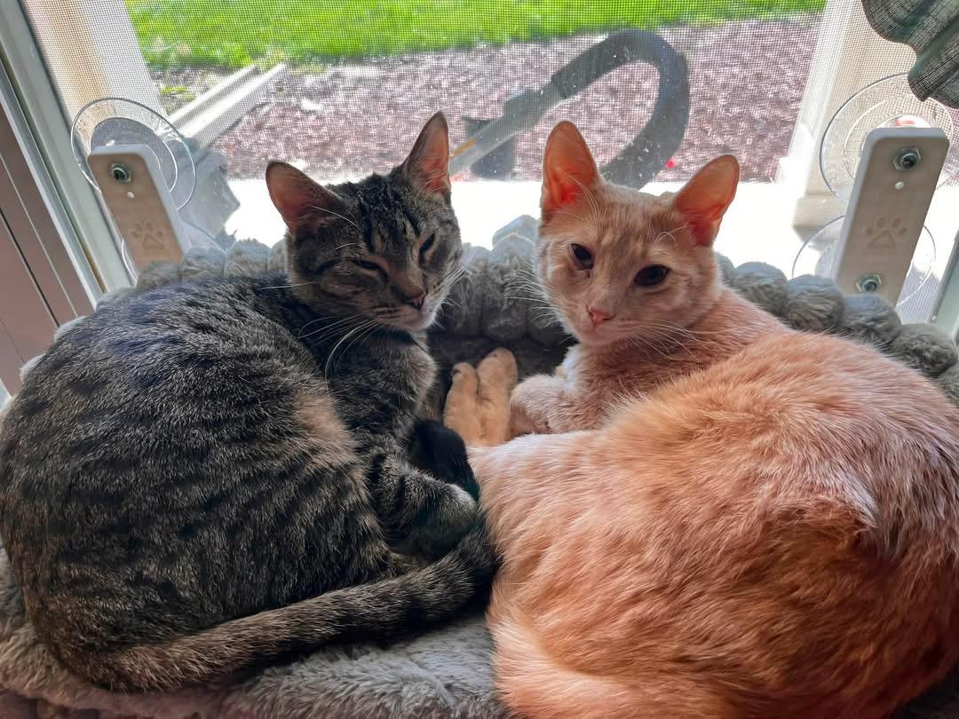 Spruce & Cedar, a ADOPTABLE Domestic Short Hair in Manhattan, KS image 1/4