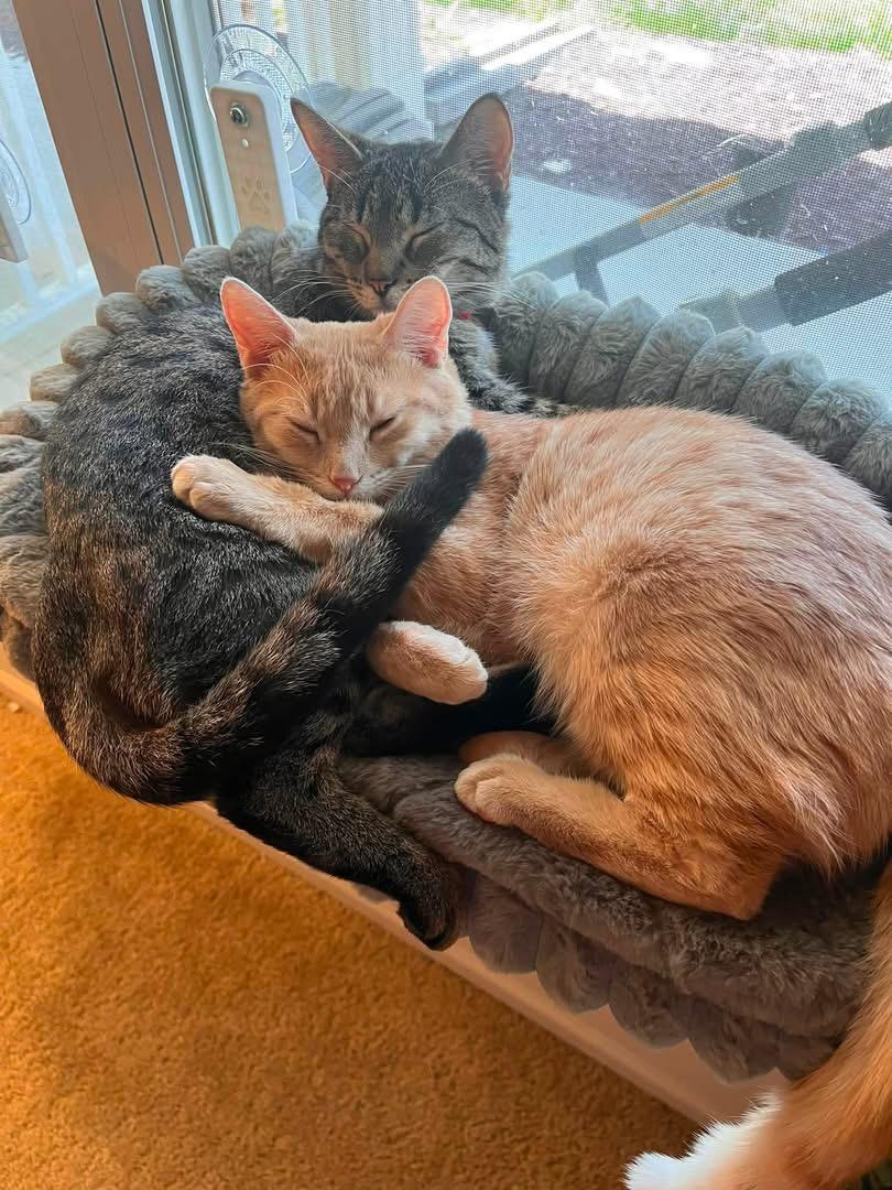 Spruce & Cedar, a ADOPTABLE Domestic Short Hair in Manhattan, KS image 3/4