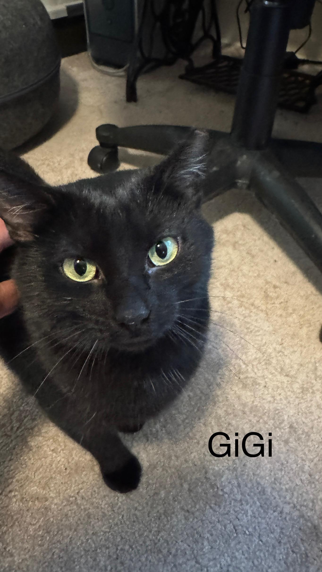 GiGi, an adoptable Domestic Short Hair in Menasha, WI, 54952 | Photo Image 2