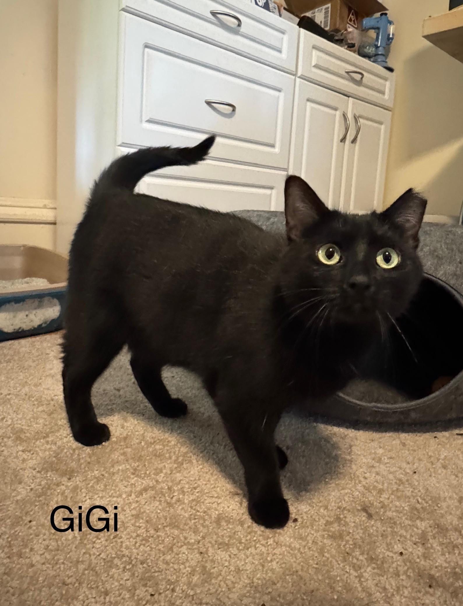 GiGi, an adoptable Domestic Short Hair in Menasha, WI, 54952 | Photo Image 1