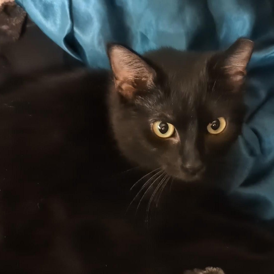 GiGi, an adoptable Domestic Short Hair in Menasha, WI, 54952 | Photo Image 4