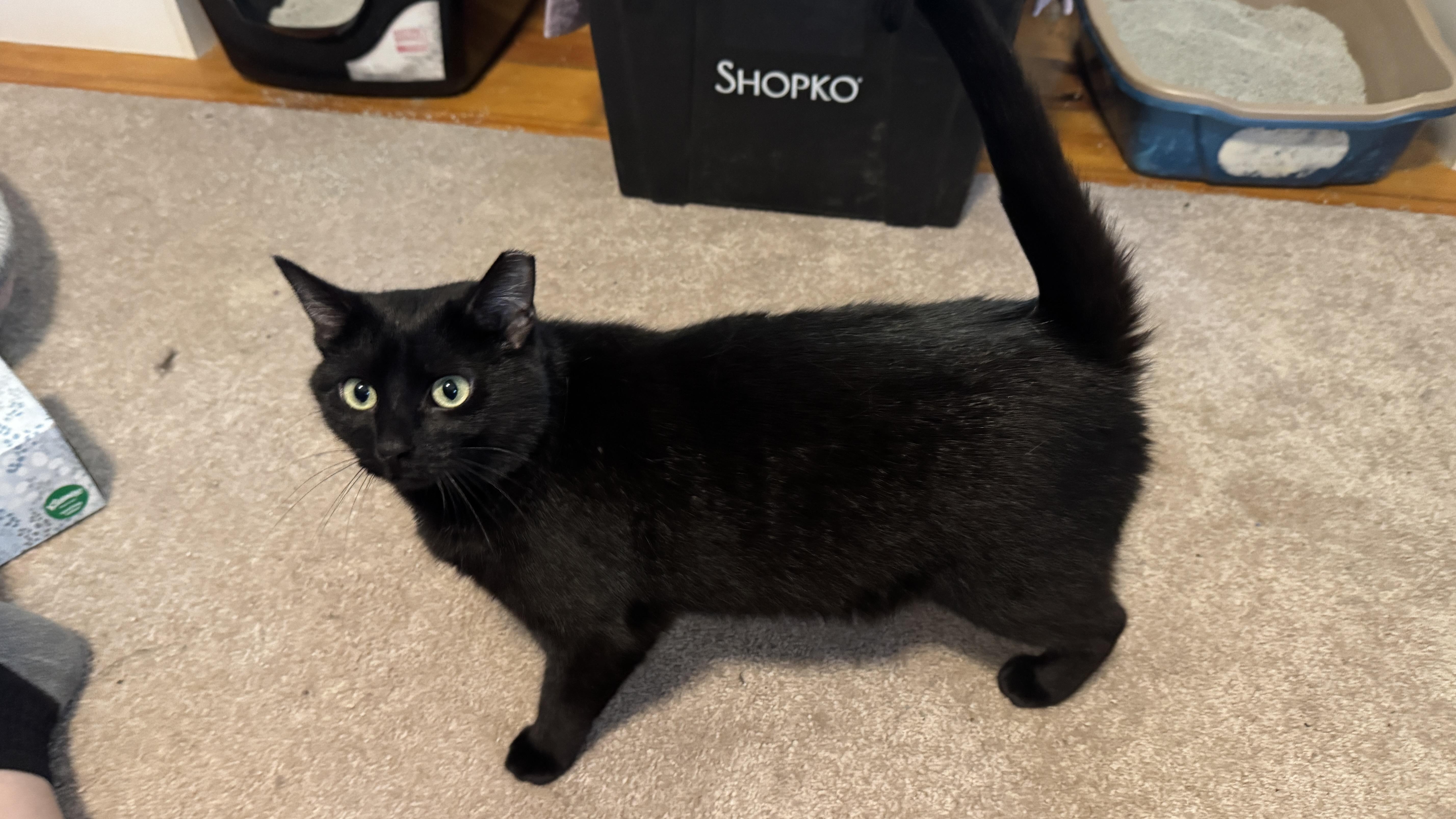 GiGi, an adoptable Domestic Short Hair in Menasha, WI, 54952 | Photo Image 3