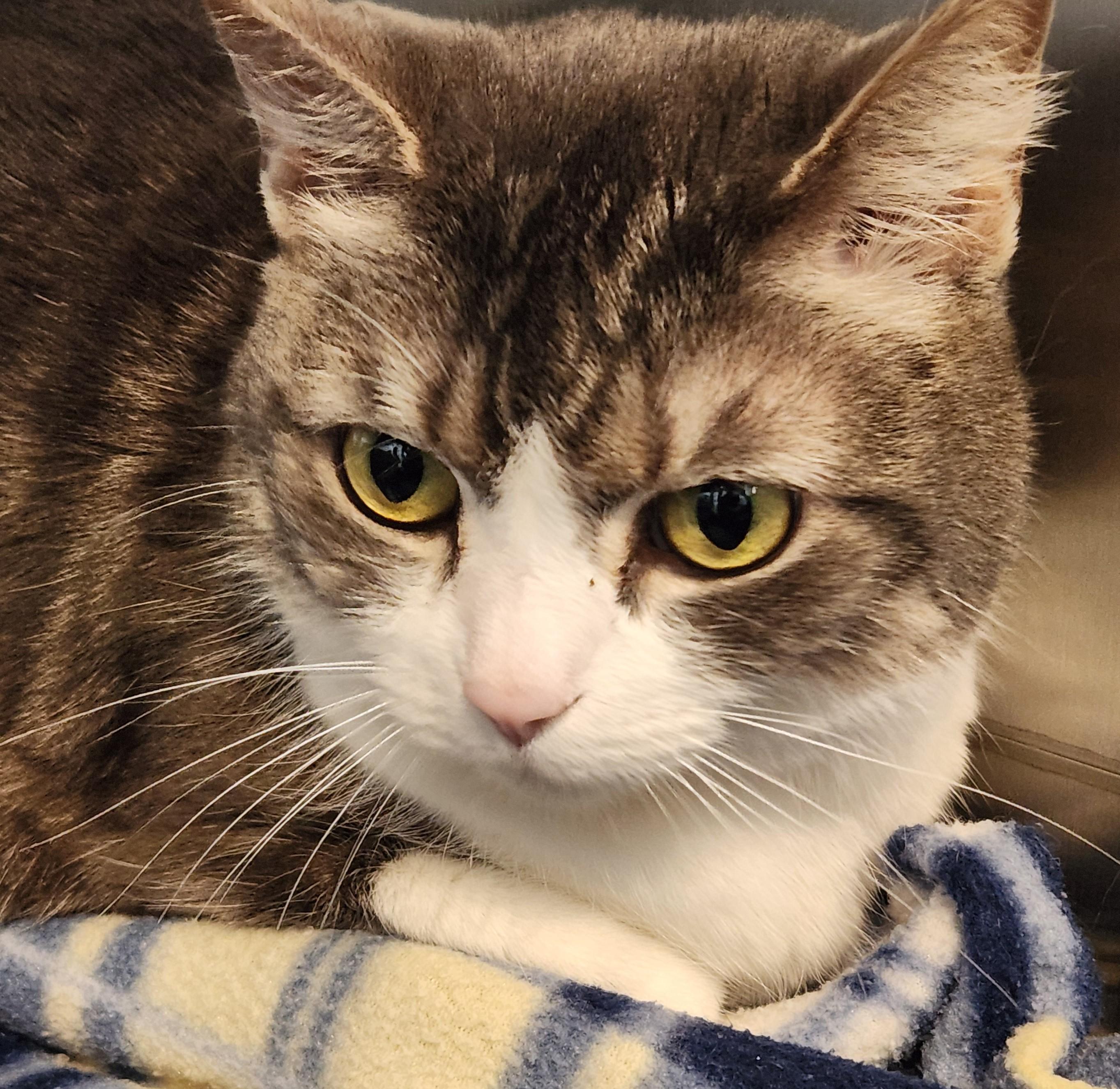 Enlarge DORA, an adopted Dilute Calico in Prescott, AZ image 2/2