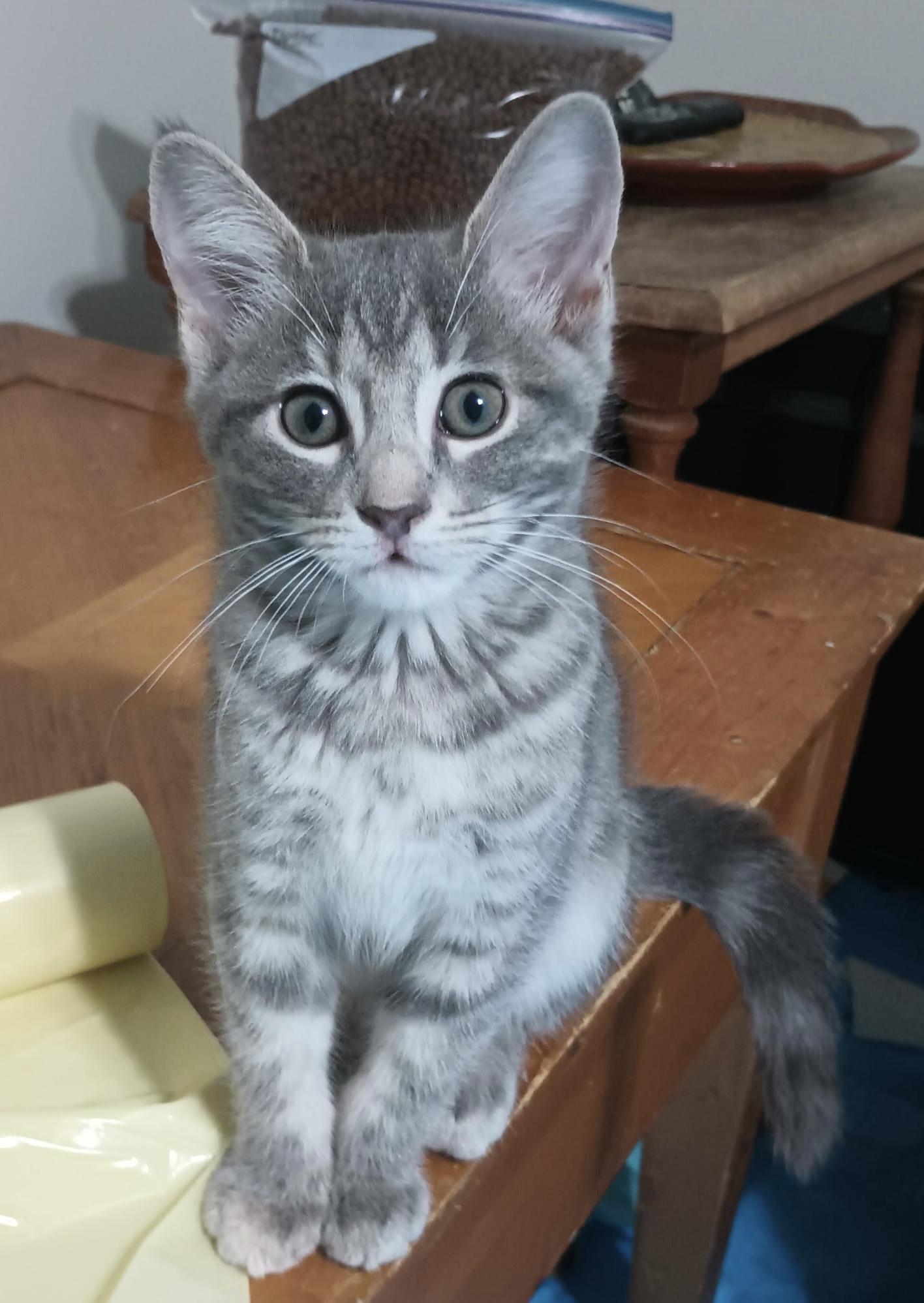 Enlarge Margot, a Adoptable Tabby in EAST PALATKA, FL image 1/1