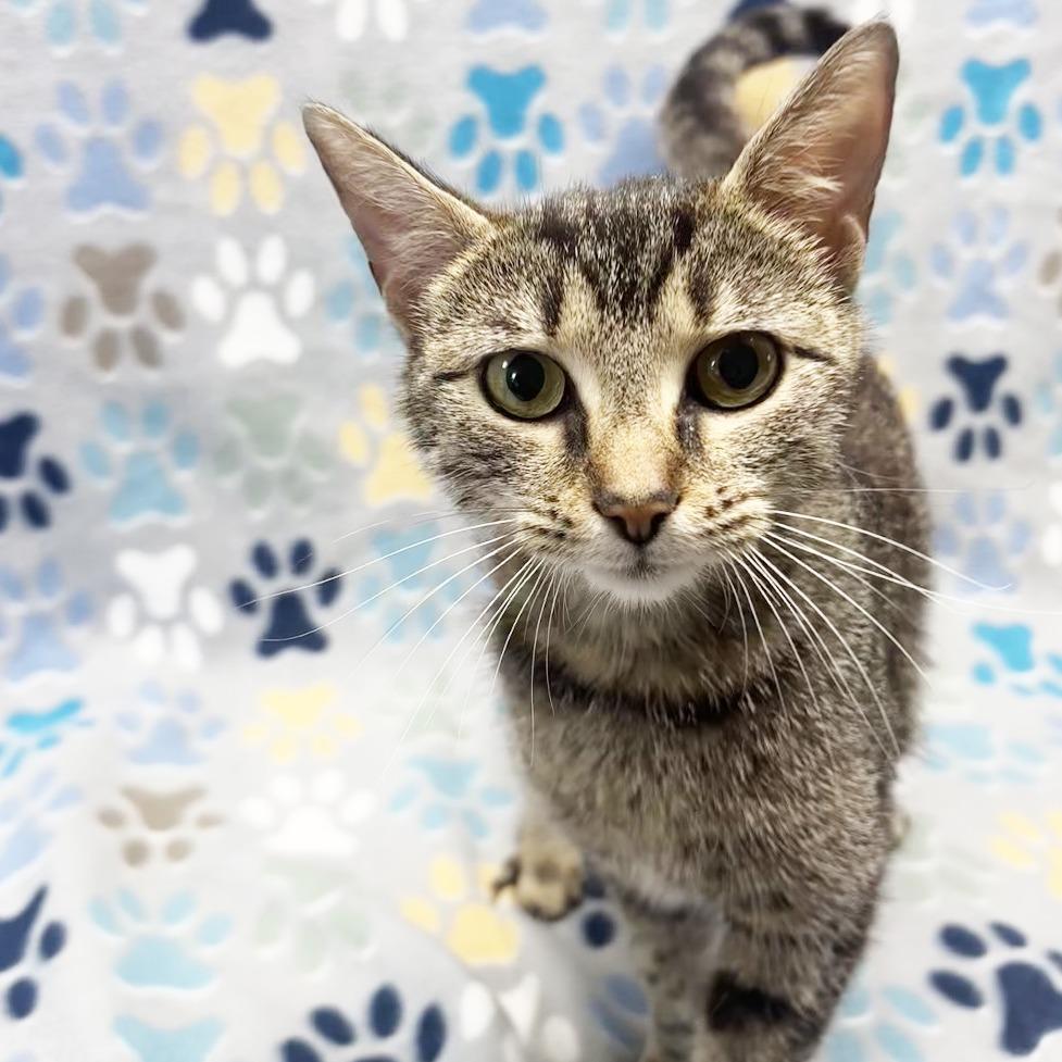 Enlarge Mama Eclaire, a Adoptable Domestic Short Hair in Mount Juliet, TN image 1/2
