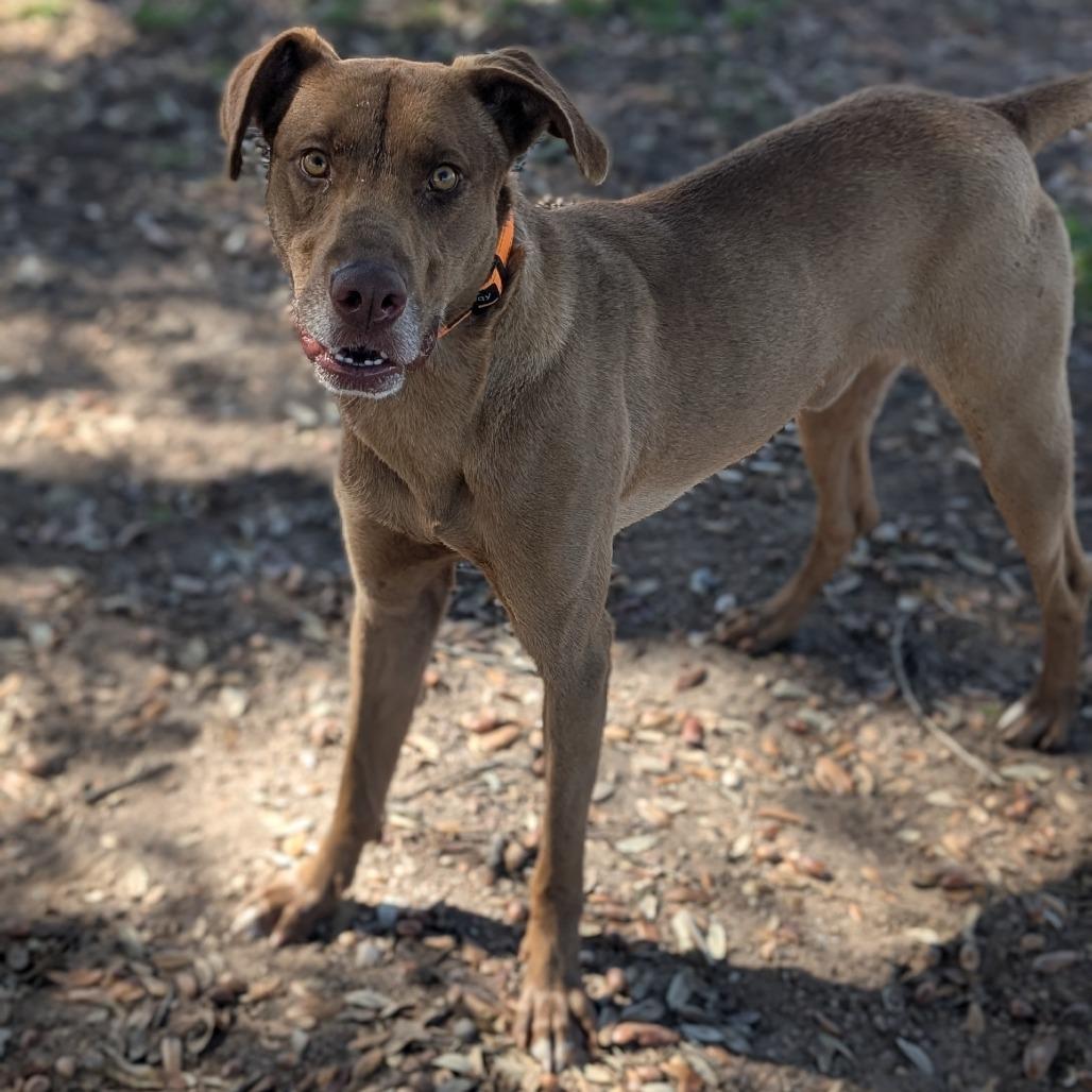 Sammy, Adoptable, Adult Male Labrador Retriever & Mixed Breed.