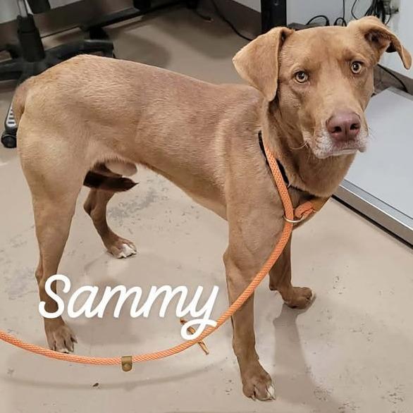 Sammy, a Adoptable mixed breed in Buchanan Dam, TX image 2/3