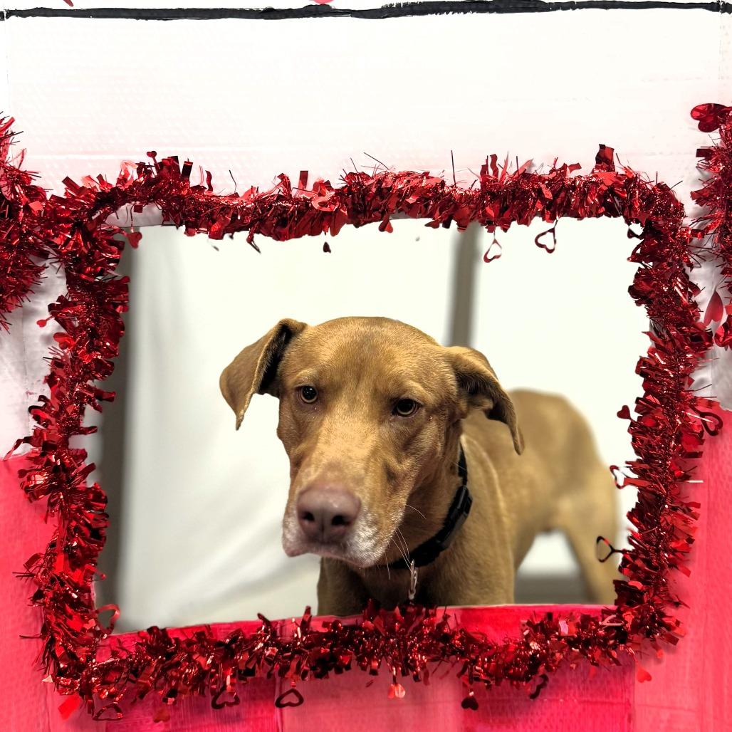 Sammy, a Adoptable mixed breed in Buchanan Dam, TX image 3/3