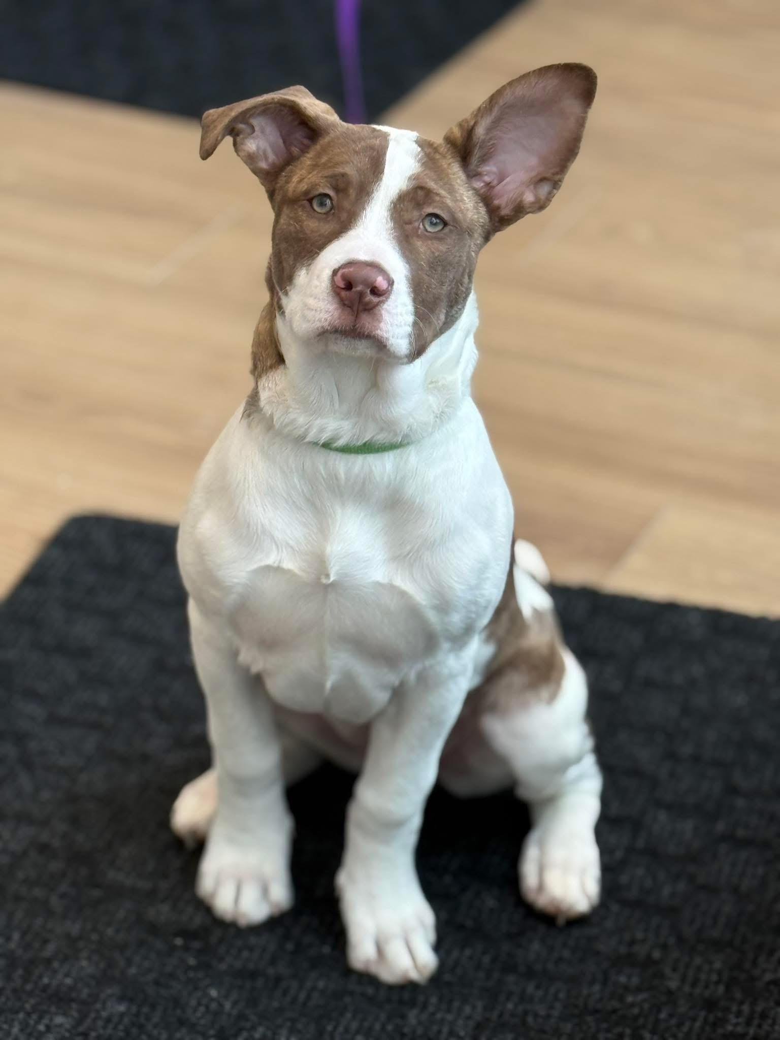 Star, a Adoptable mixed breed in Scarborough, ON image 3/6