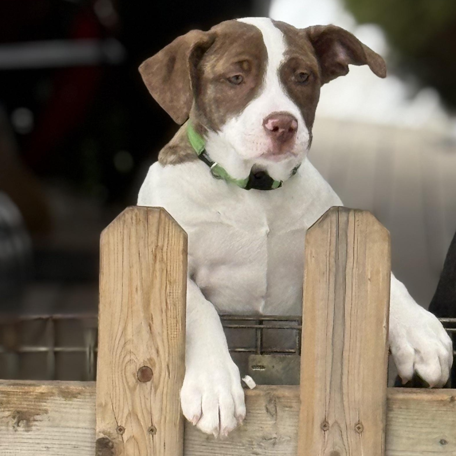 Star, a Adoptable mixed breed in Scarborough, ON image 4/6