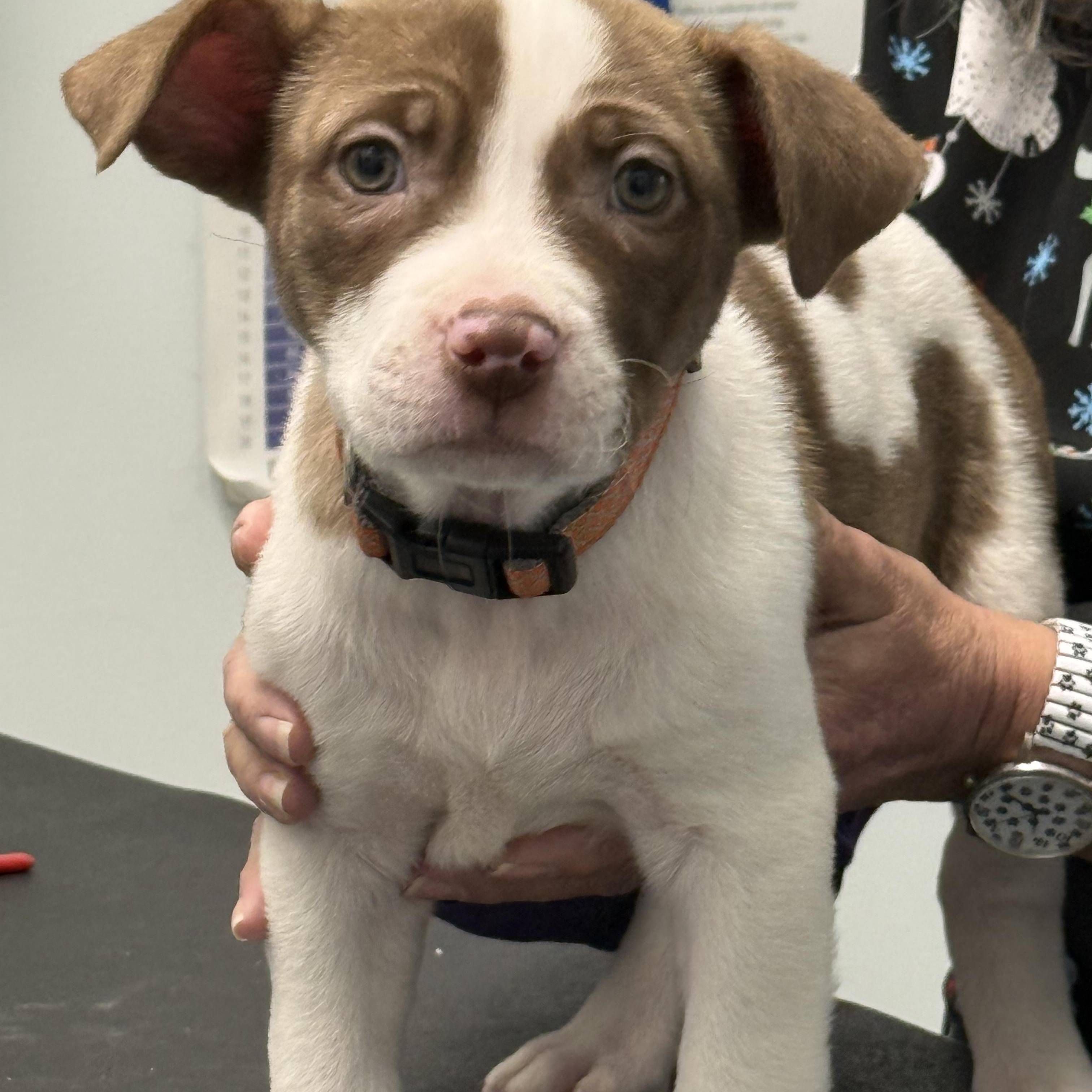 Star, a Adoptable mixed breed in Scarborough, ON image 3/6