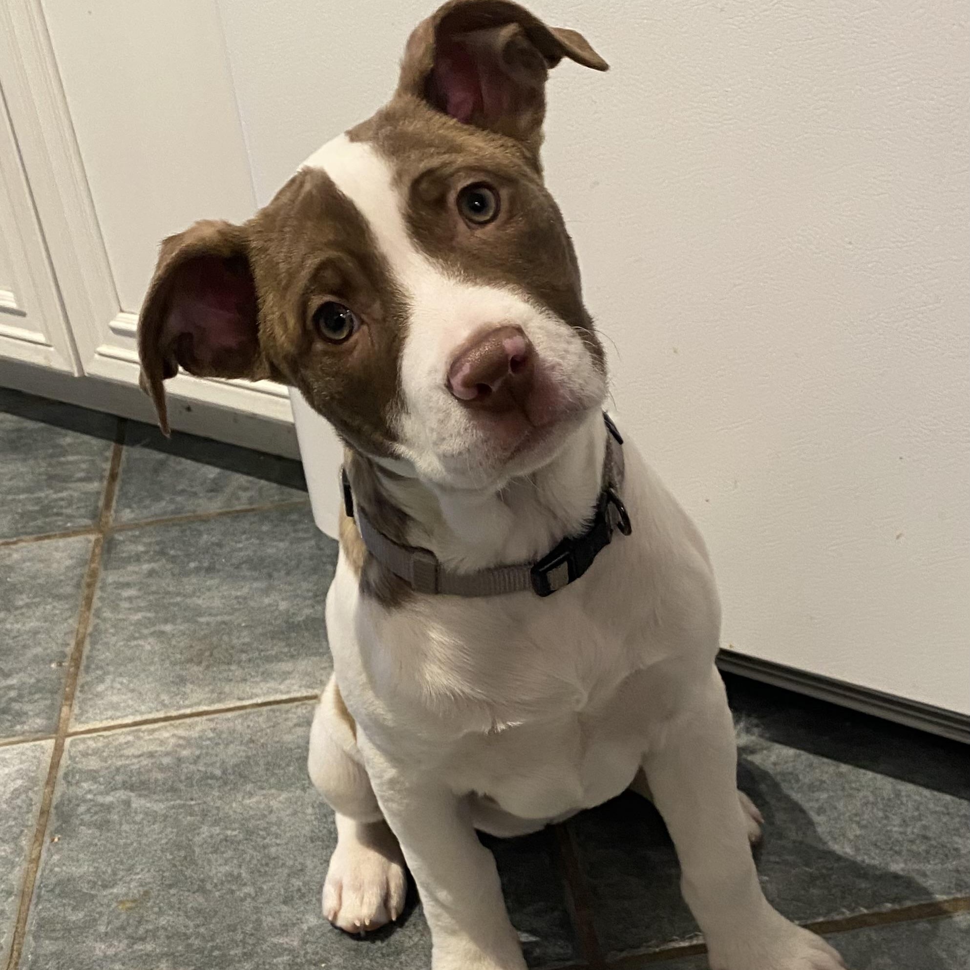 Star, a Adoptable mixed breed in Scarborough, ON image 1/6