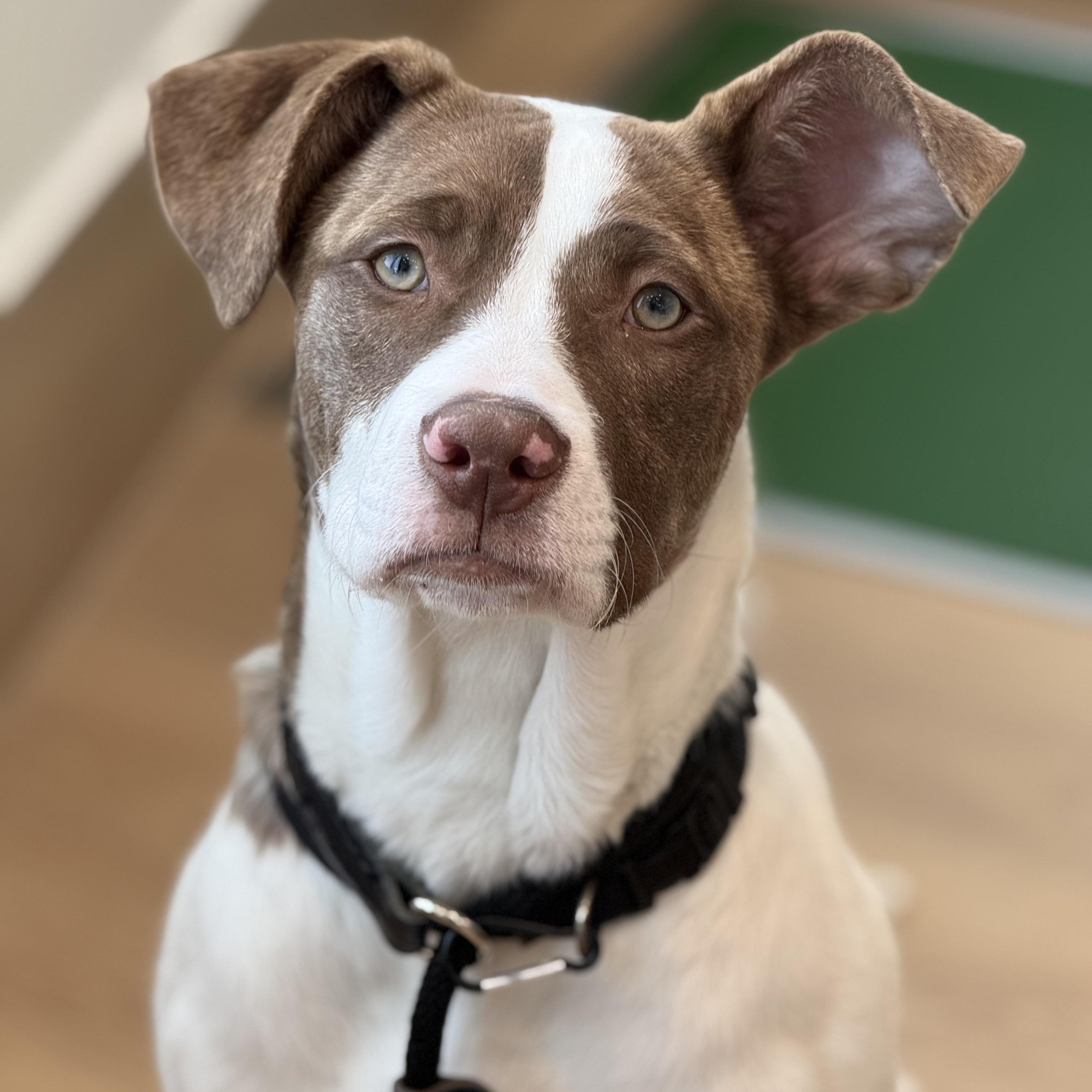 Star, a Adoptable mixed breed in Scarborough, ON image 1/6