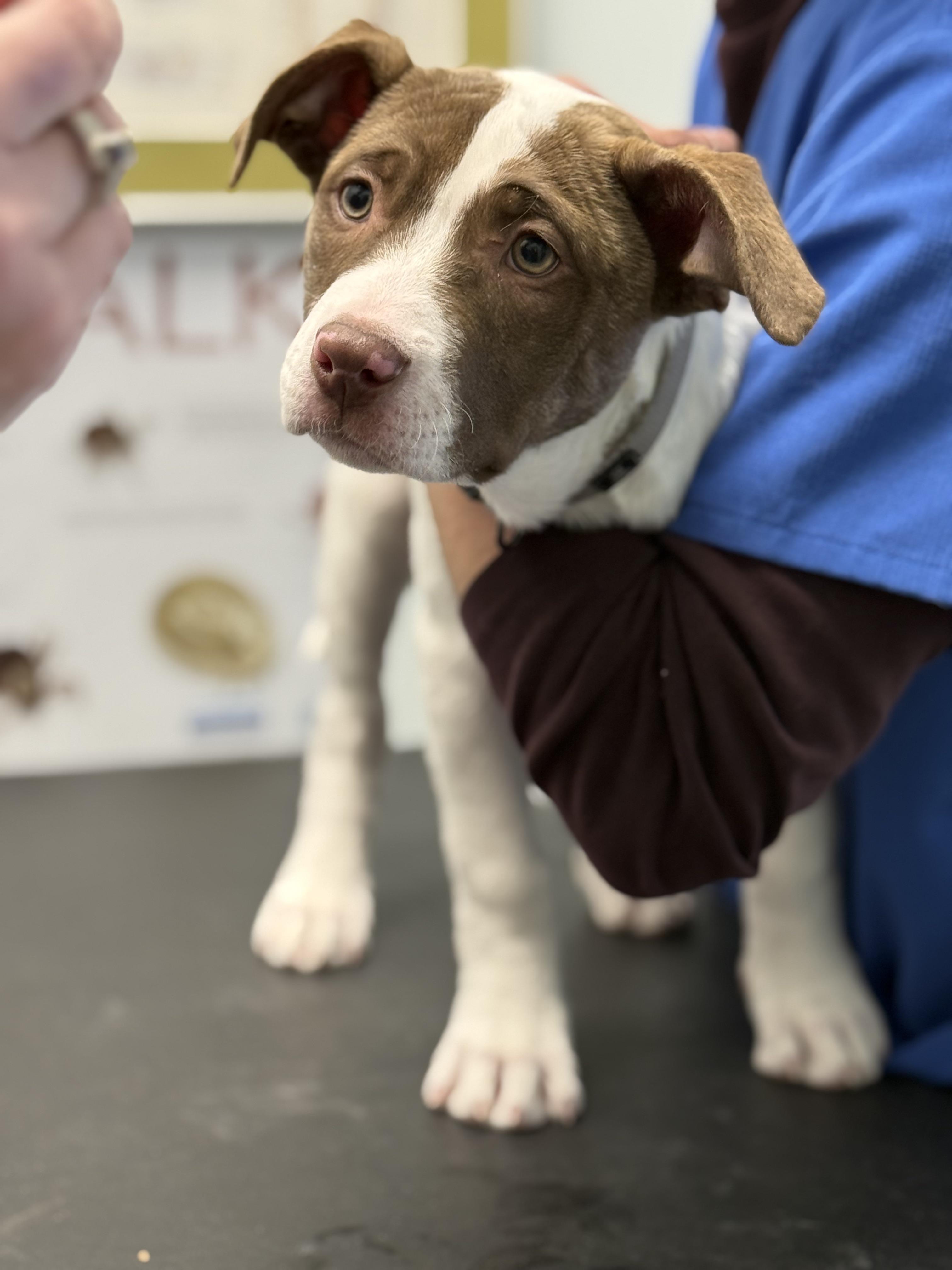 Star, a Adoptable mixed breed in Scarborough, ON image 2/6