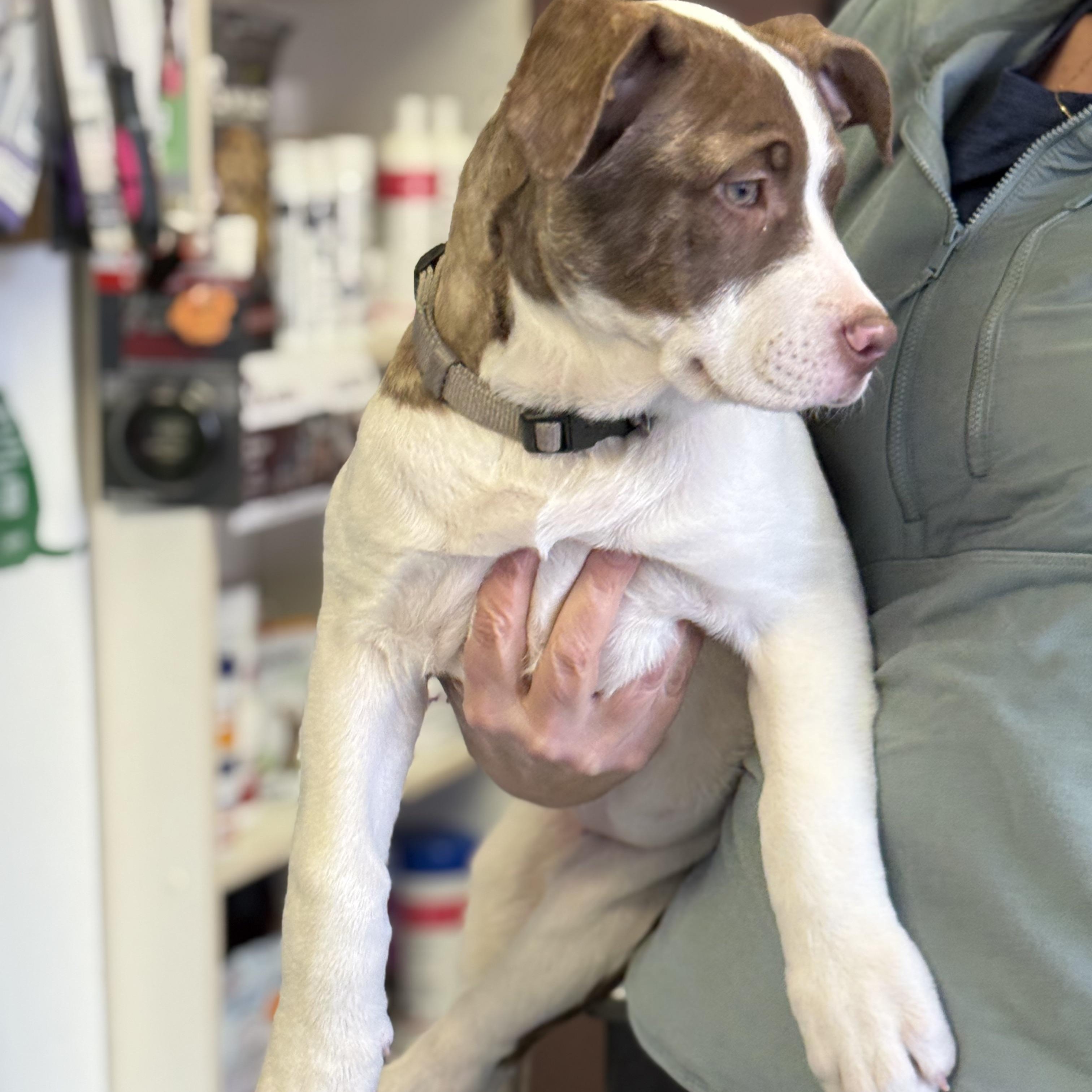 Star, a Adoptable mixed breed in Scarborough, ON image 4/6