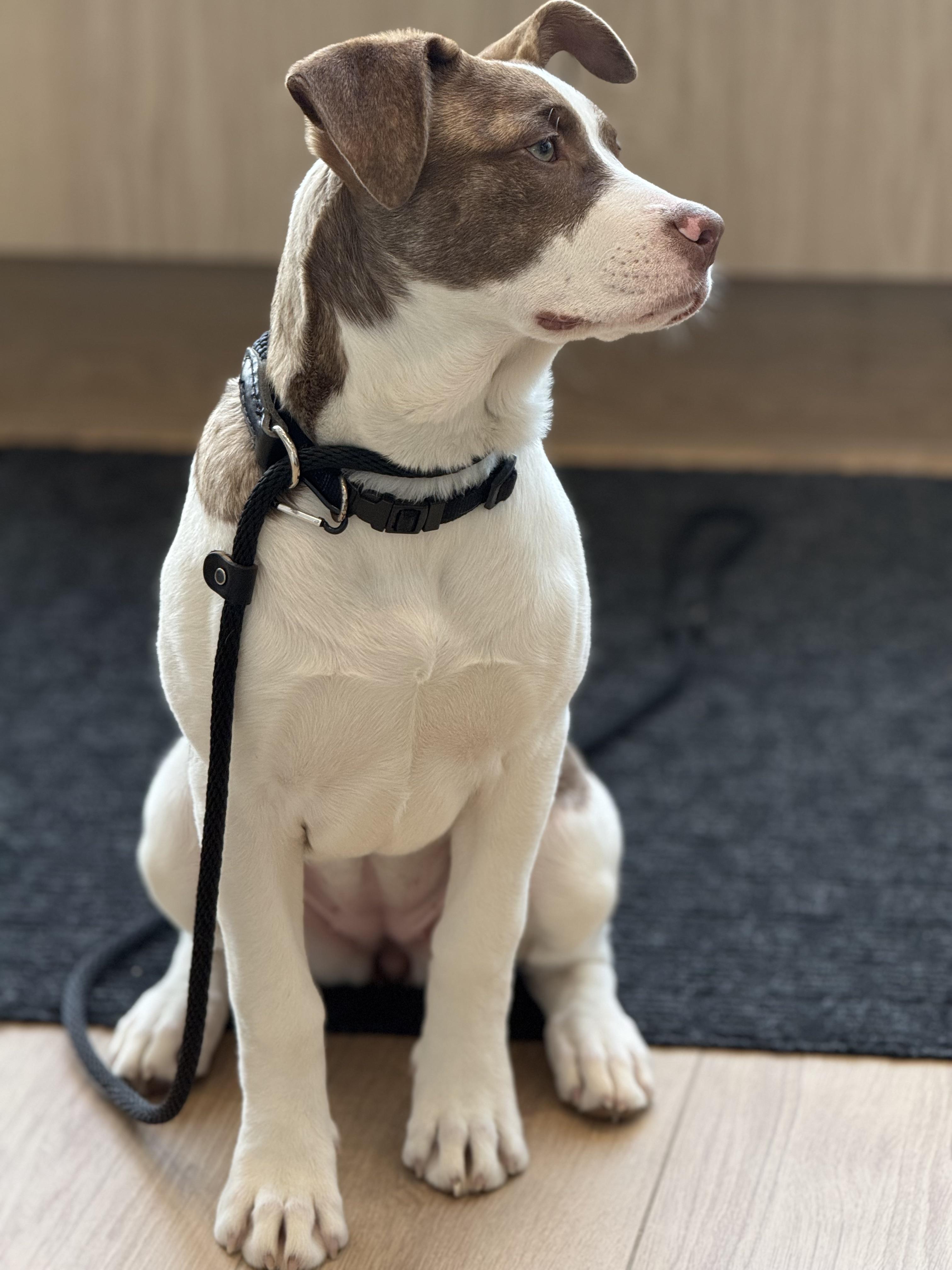 Star, a Adoptable mixed breed in Scarborough, ON image 5/6