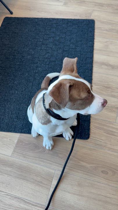 Enlarge Star, a Adoptable mixed breed in Scarborough, ON video 6/6