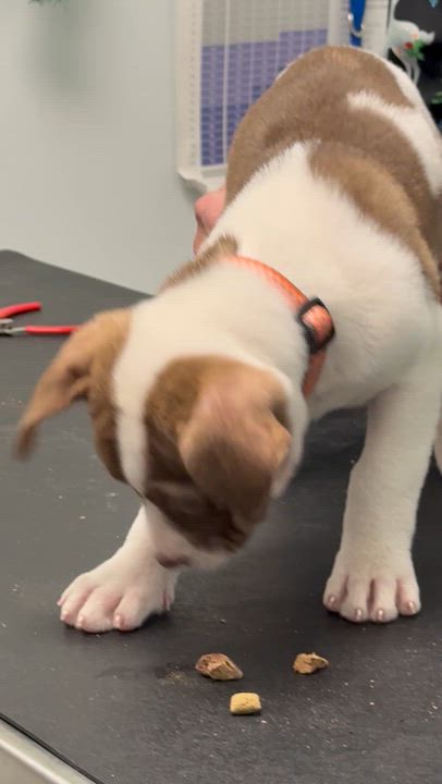 Enlarge Star, a Adoptable mixed breed in Scarborough, ON video 6/6