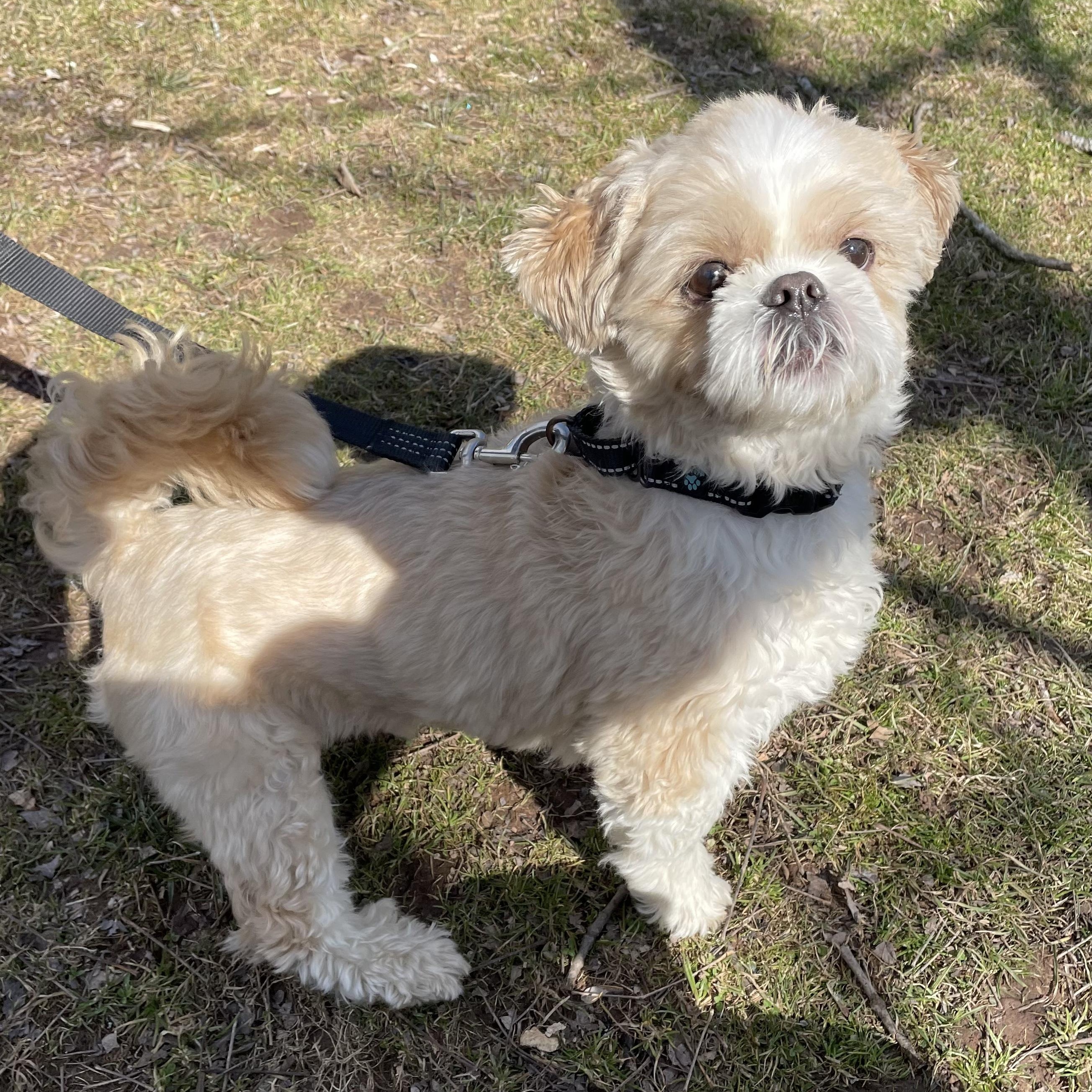 Enlarge Cricket, a ADOPTABLE Shih Tzu in Honesdale, PA image 2/2