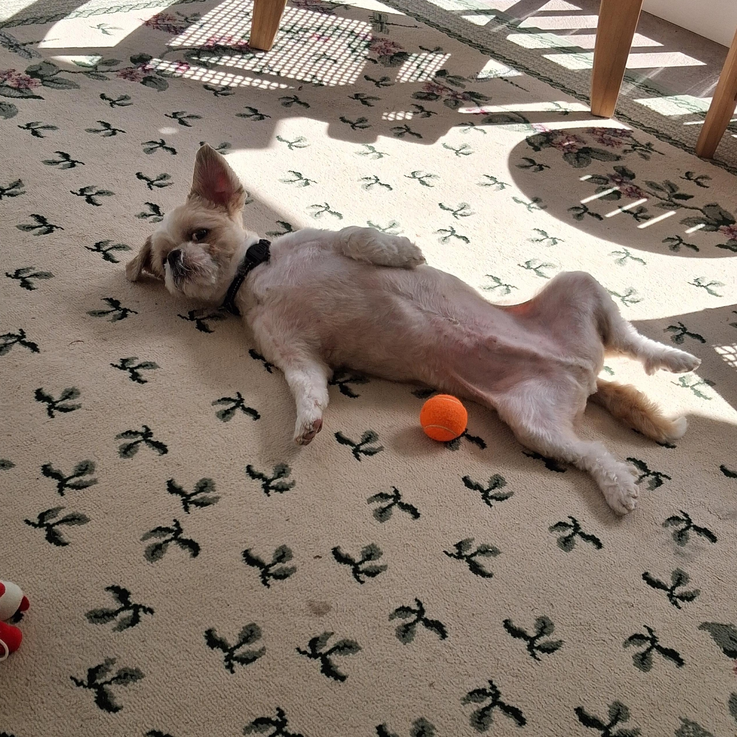 Cricket IN FOSTER CARE, an adoptable Shih Tzu in Honesdale, PA image 5/5