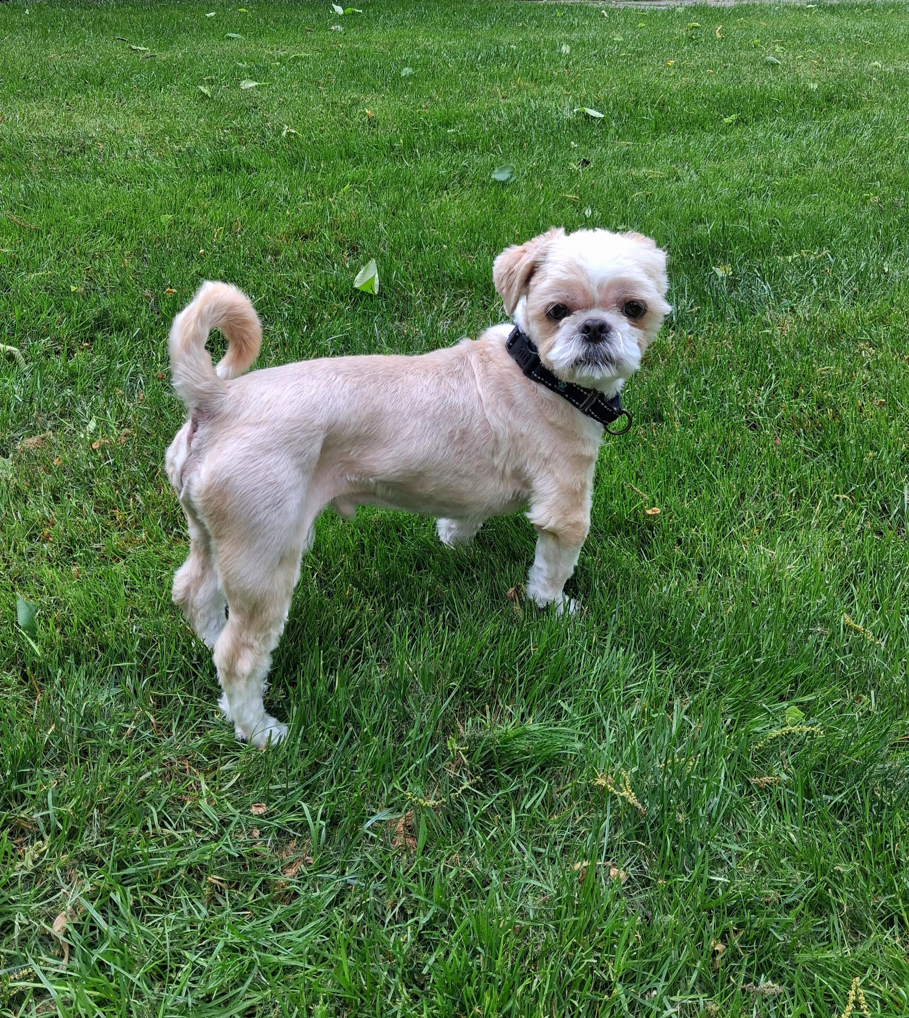 Cricket IN FOSTER CARE, an adoptable Shih Tzu in Honesdale, PA image 3/5
