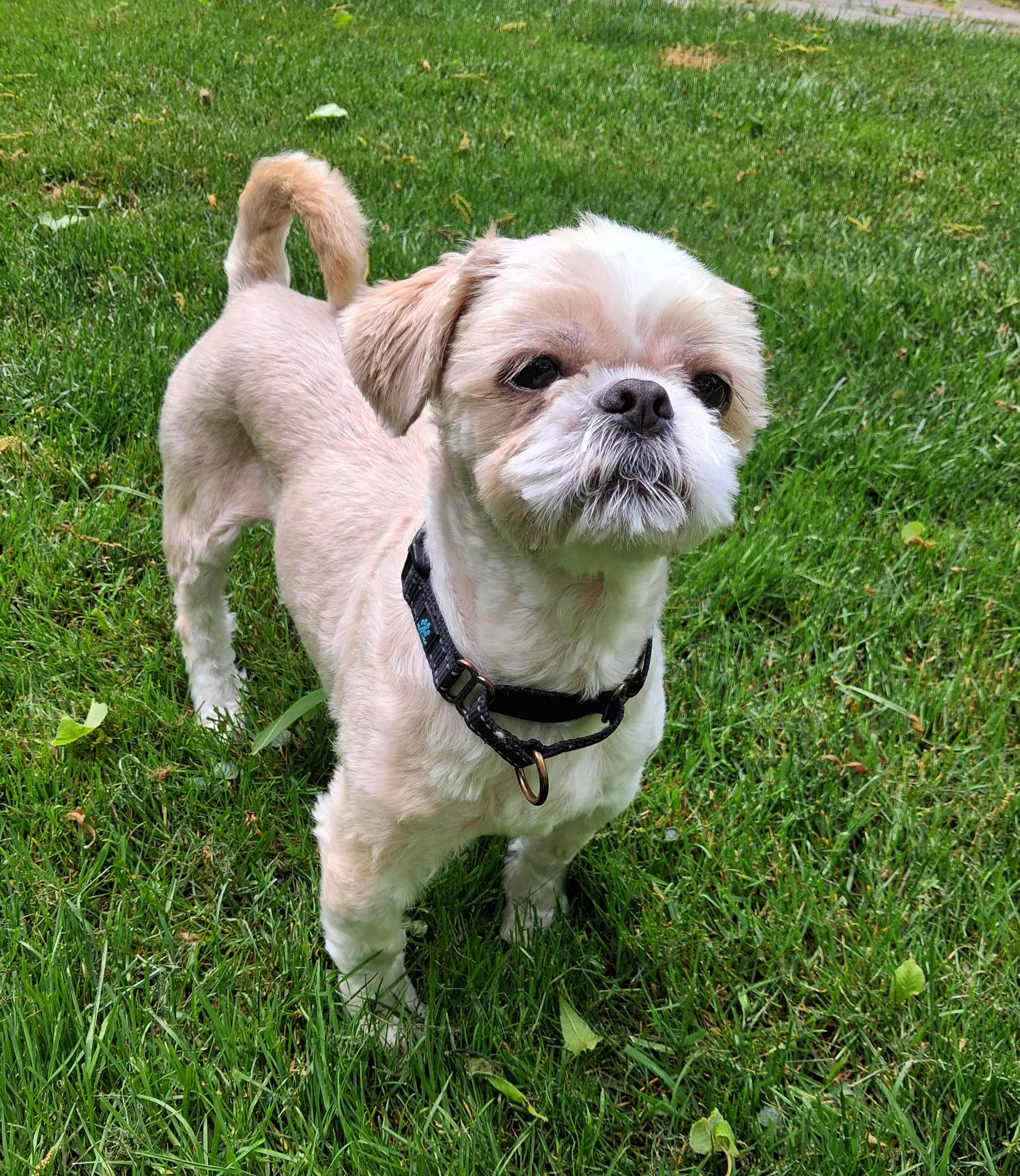 Cricket IN FOSTER CARE, an adoptable Shih Tzu in Honesdale, PA image 2/5