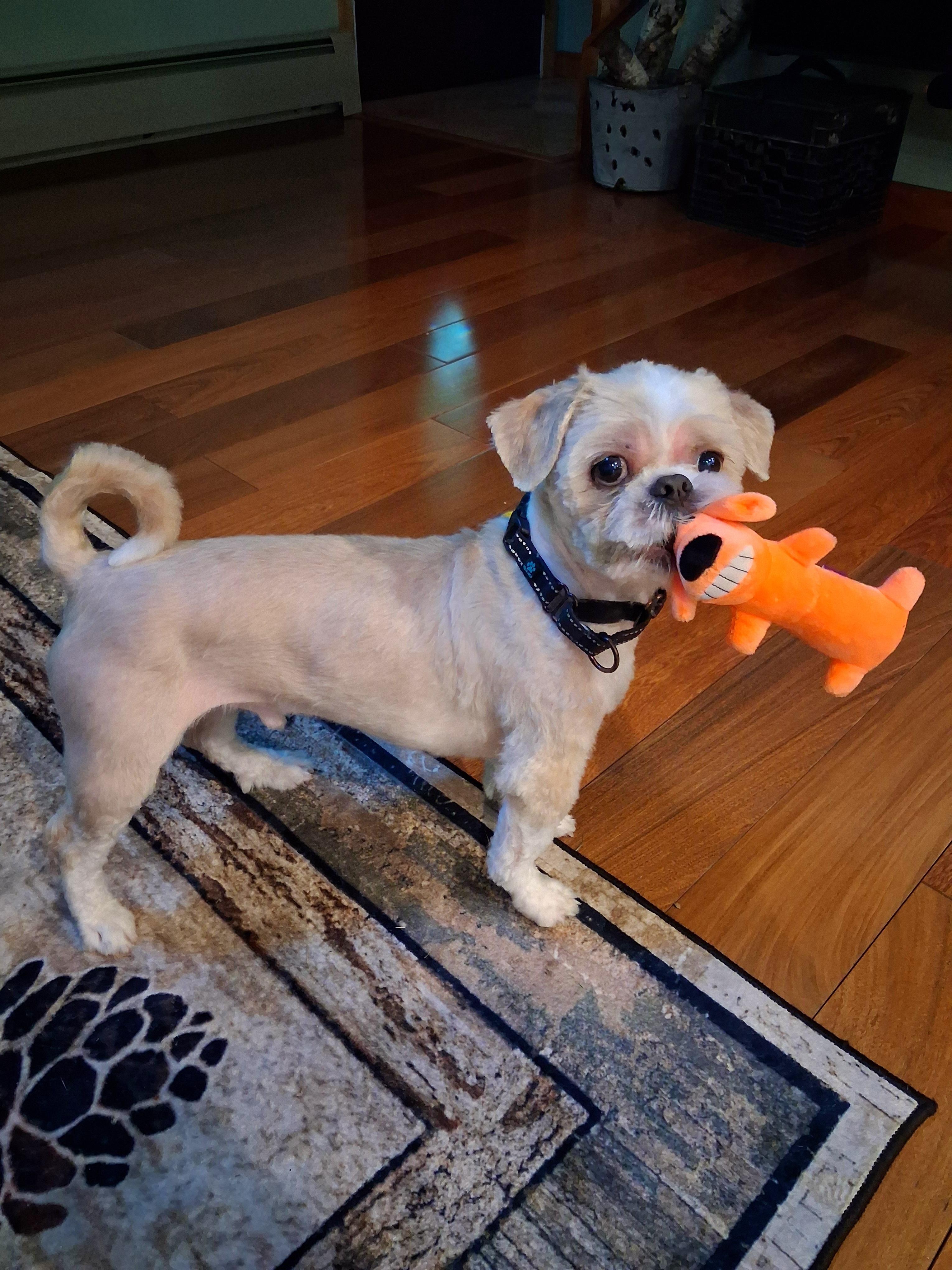 Cricket IN FOSTER CARE, an adoptable Shih Tzu in Honesdale, PA image 4/5