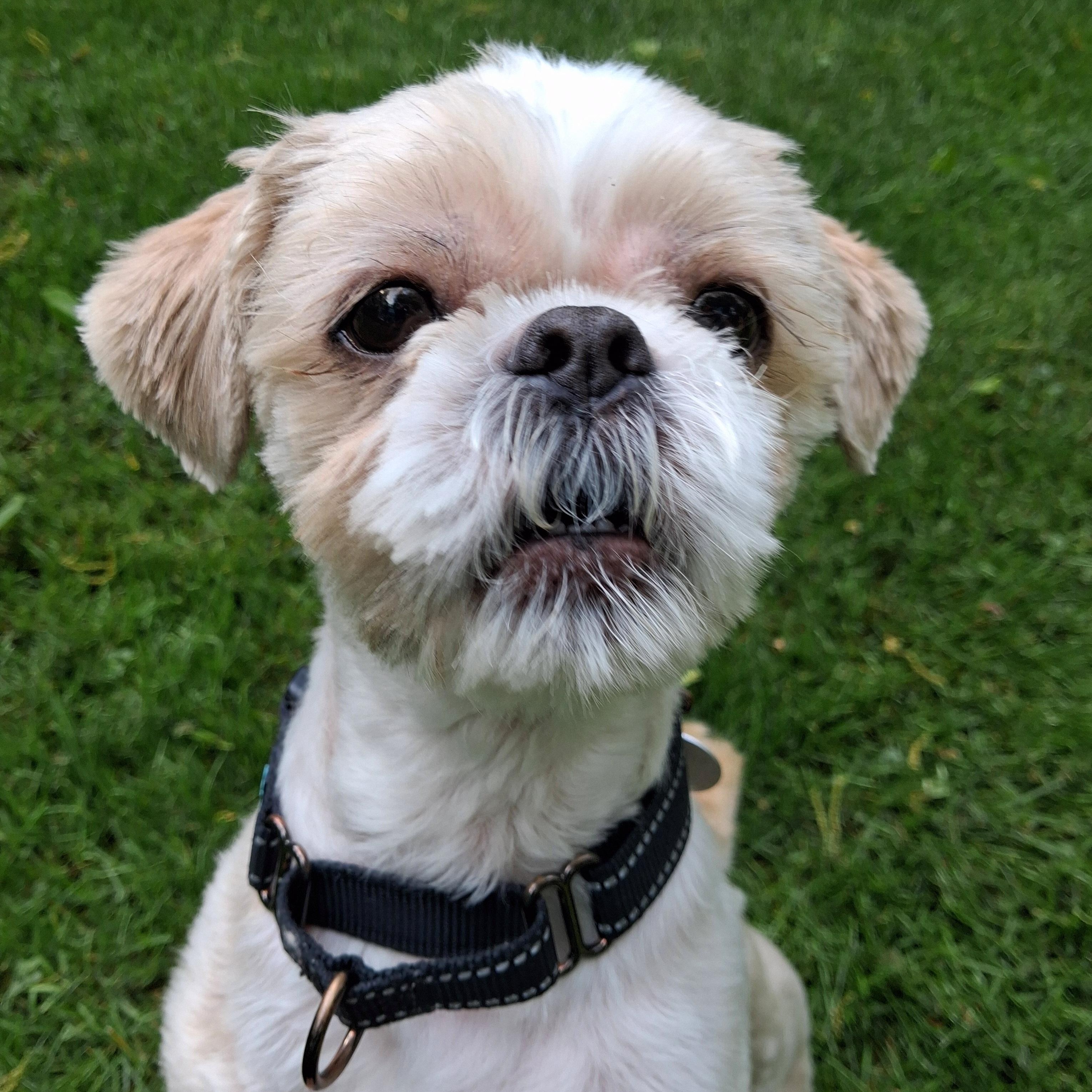 Cricket IN FOSTER CARE, adoptable, Senior Male Shih Tzu.