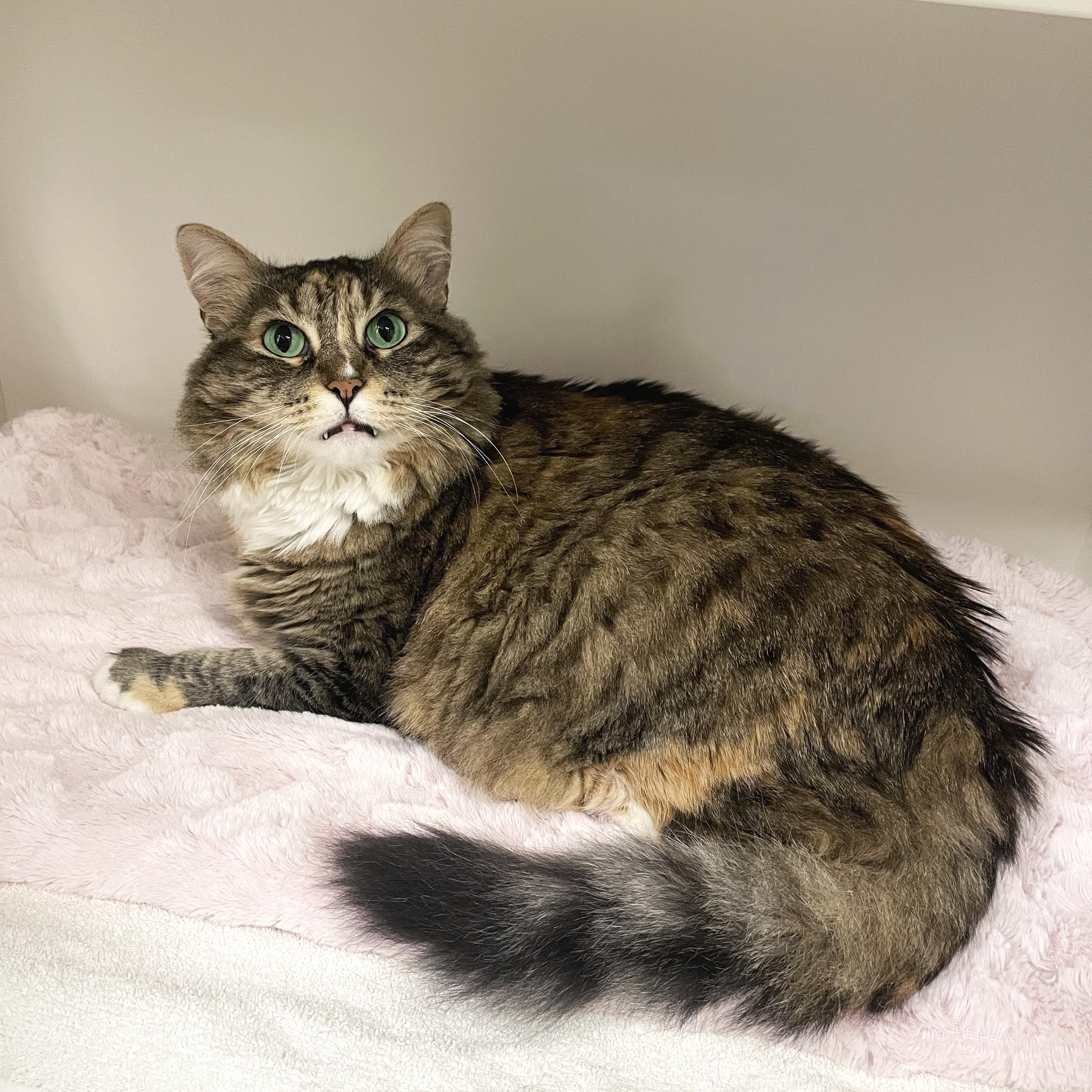 Enlarge Valerie, a Adopted Domestic Long Hair in Walnut Creek, CA image 1/3