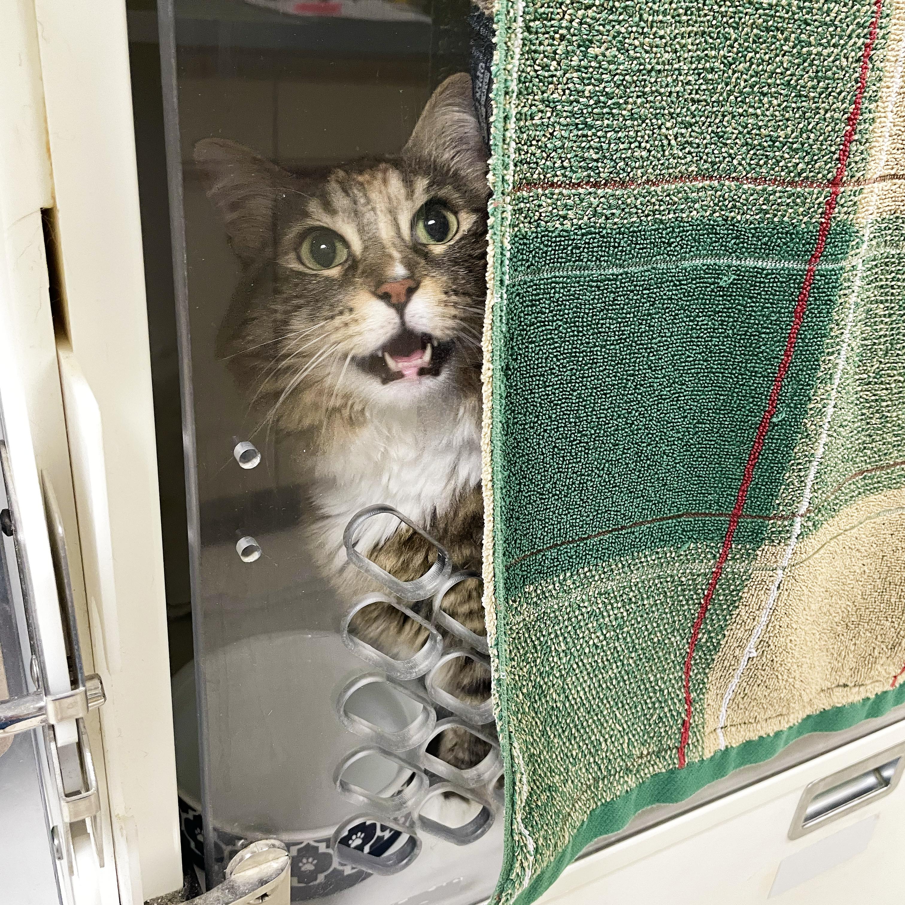 Enlarge Valerie, a Adopted Domestic Long Hair in Walnut Creek, CA image 2/3