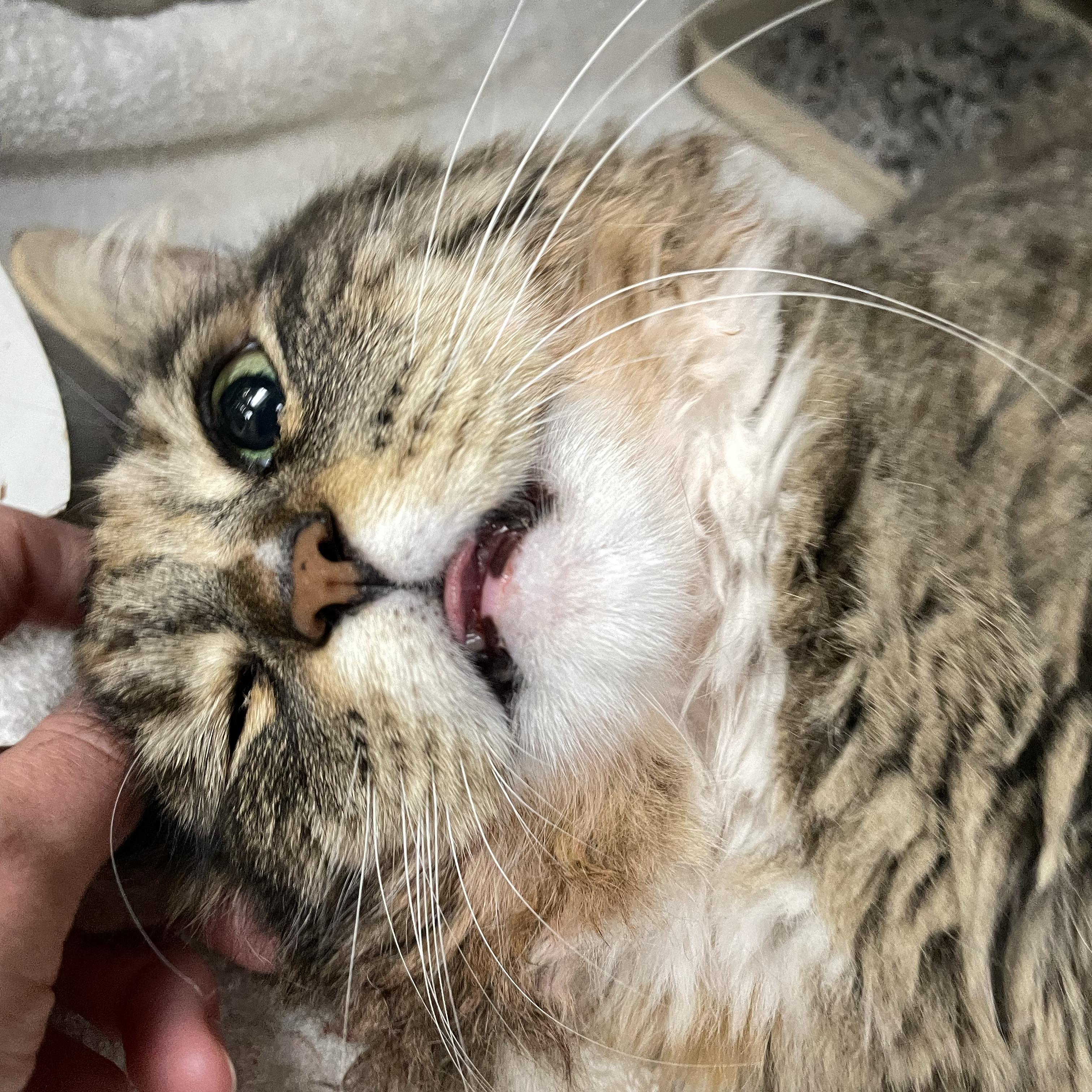 Enlarge Valerie, a Adopted Domestic Long Hair in Walnut Creek, CA image 3/3