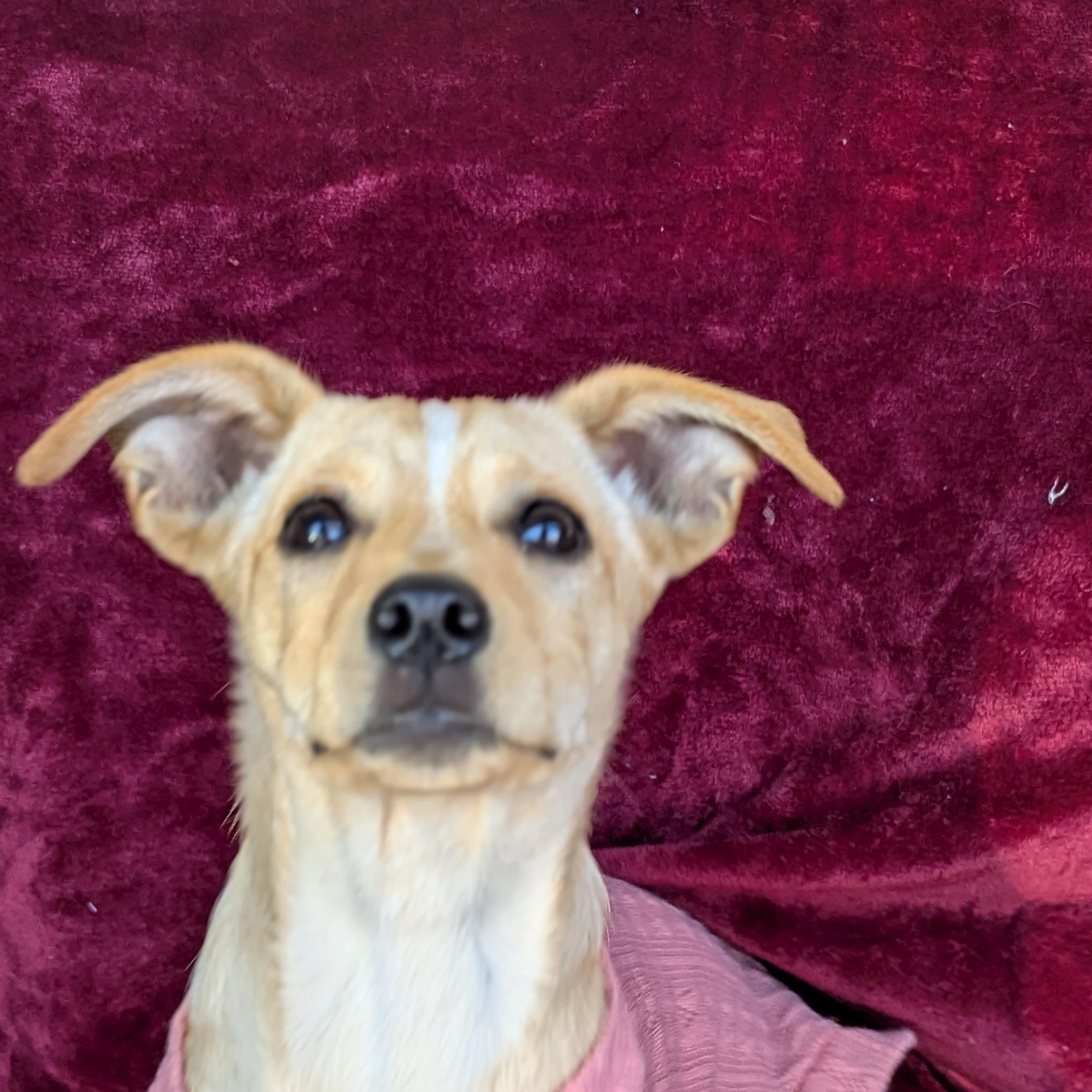 Petunia, a Adoptable mixed breed in San Jose, CA image 2/3