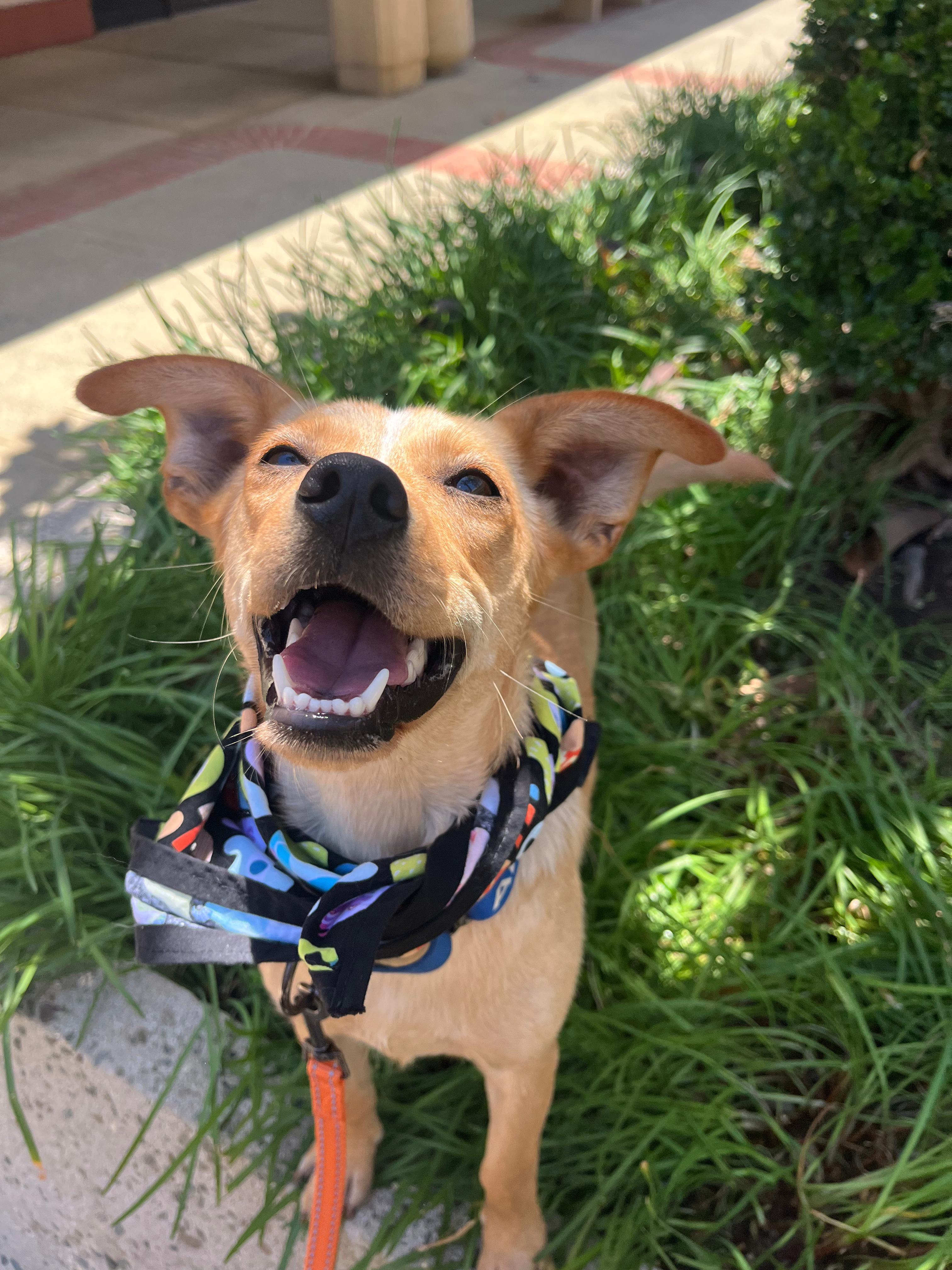 Petunia, a Adoptable mixed breed in San Jose, CA image 4/4