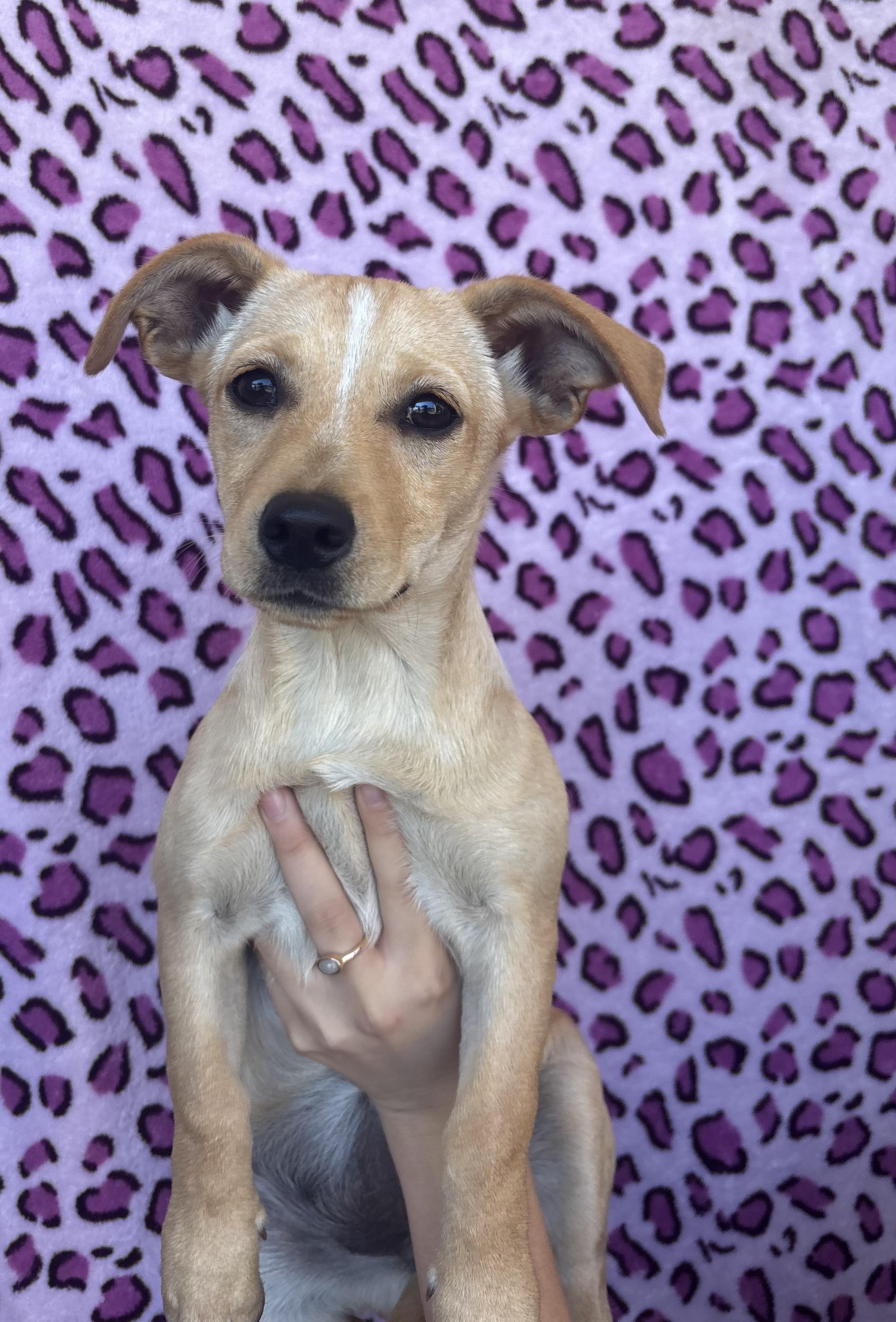 Petunia, Adoptable, Puppy Female Chihuahua.