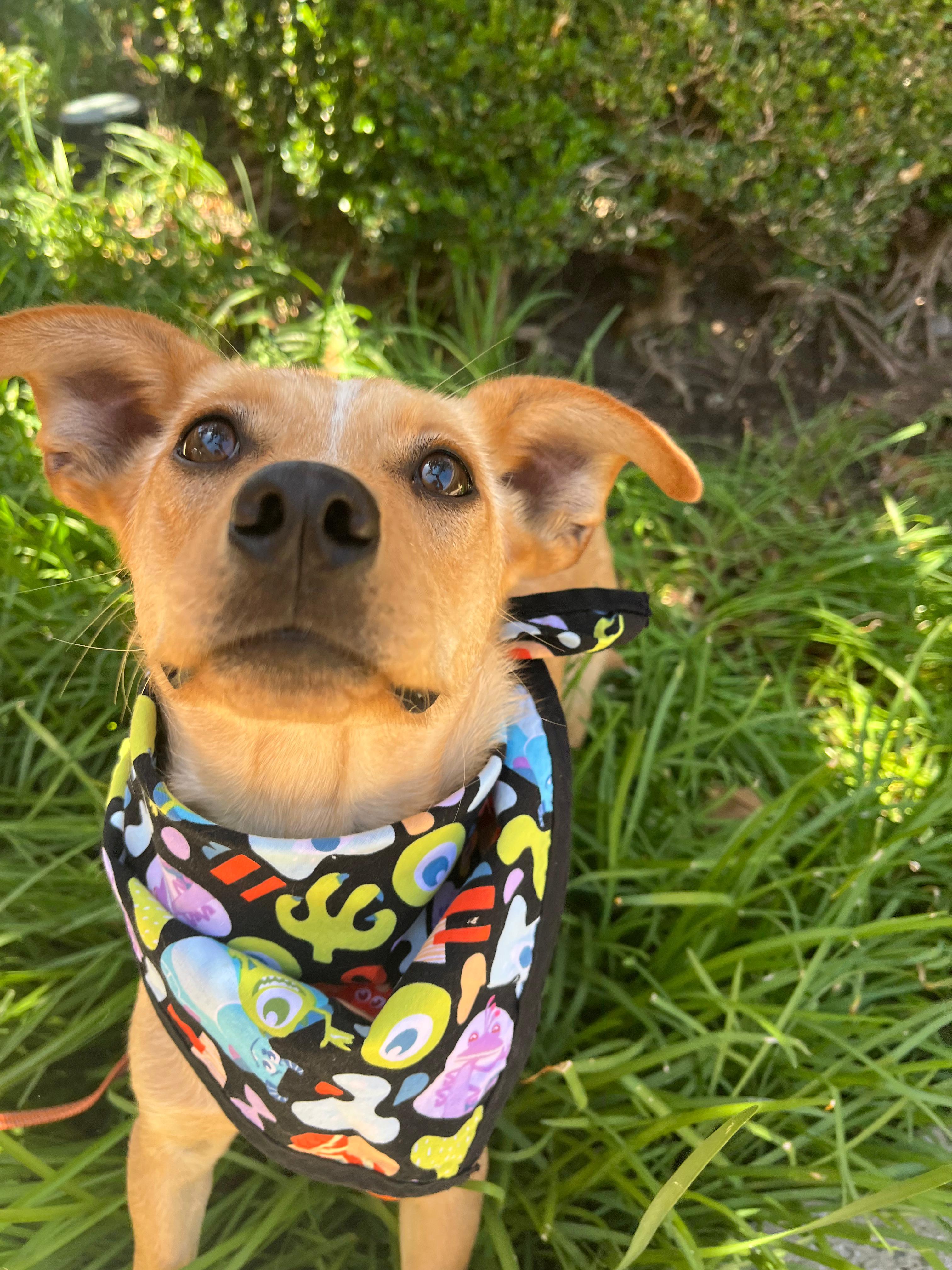 Petunia, Adoptable, Adult Female Chihuahua.