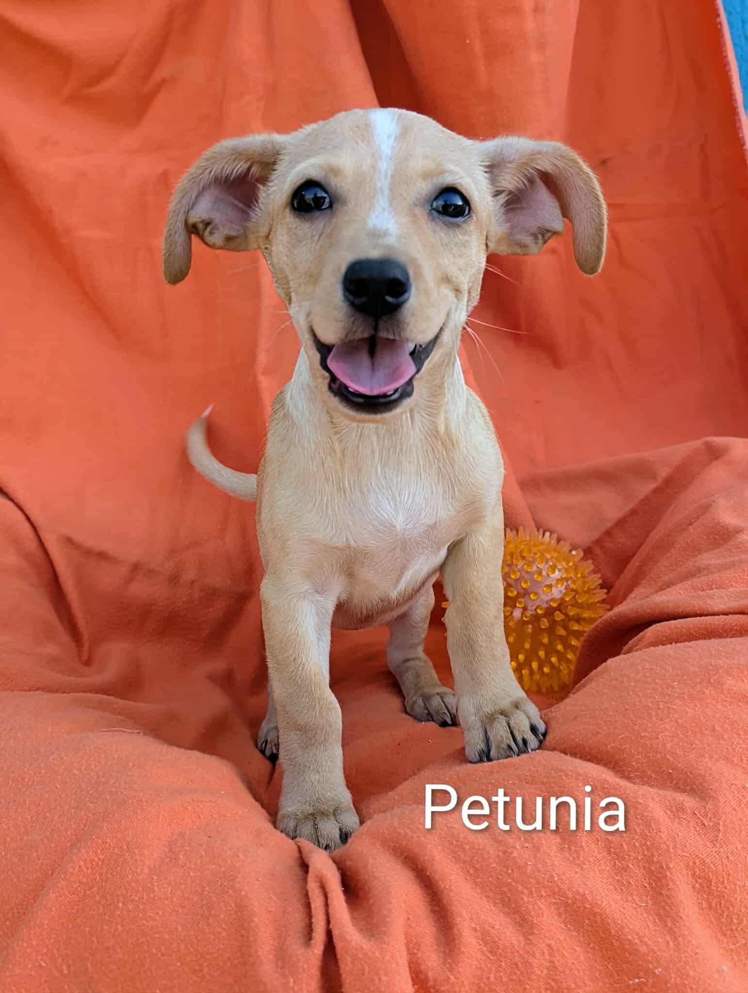 Petunia, a Adoptable mixed breed in San Jose, CA image 3/3