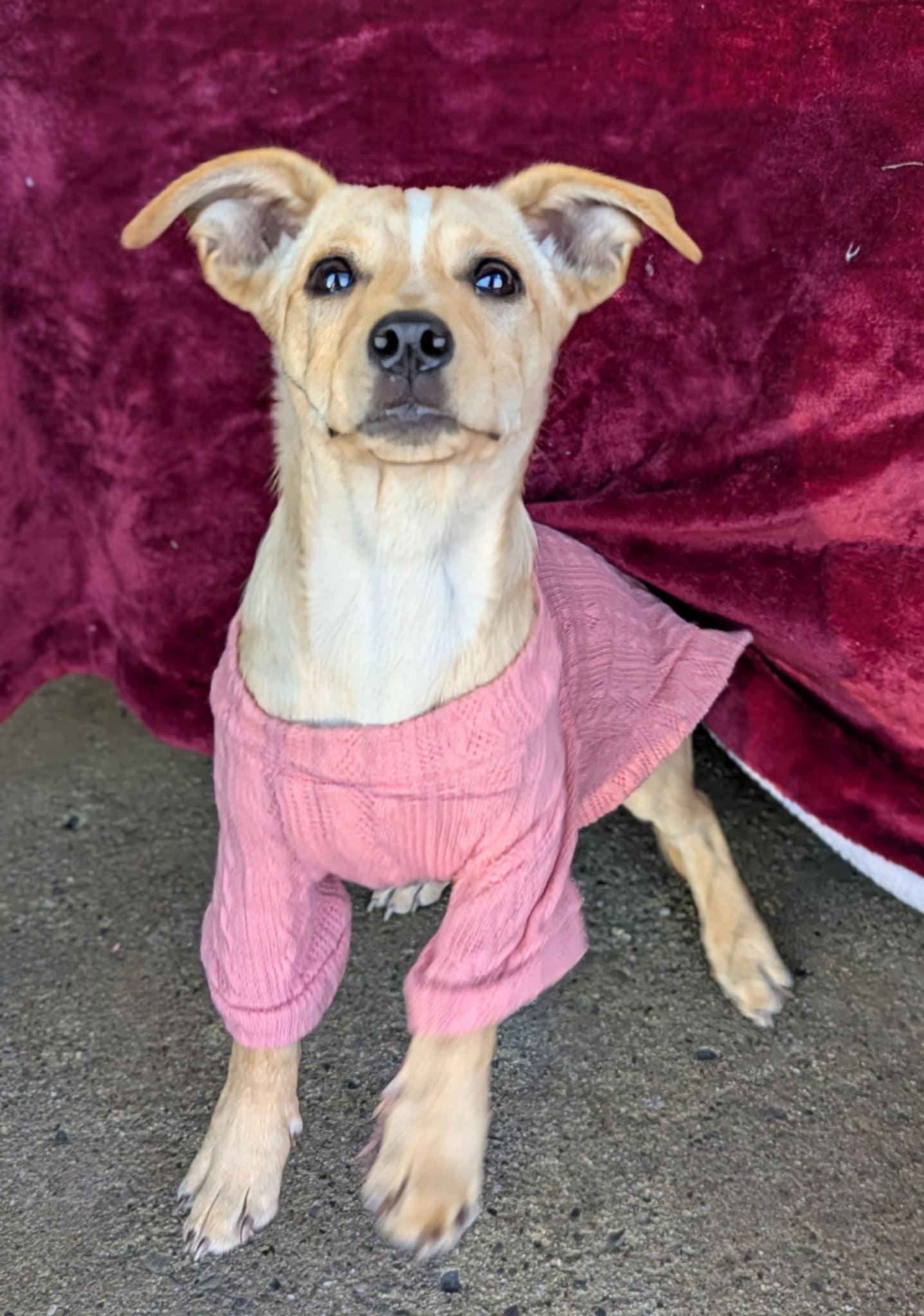 Petunia, a Adoptable mixed breed in San Jose, CA image 2/4