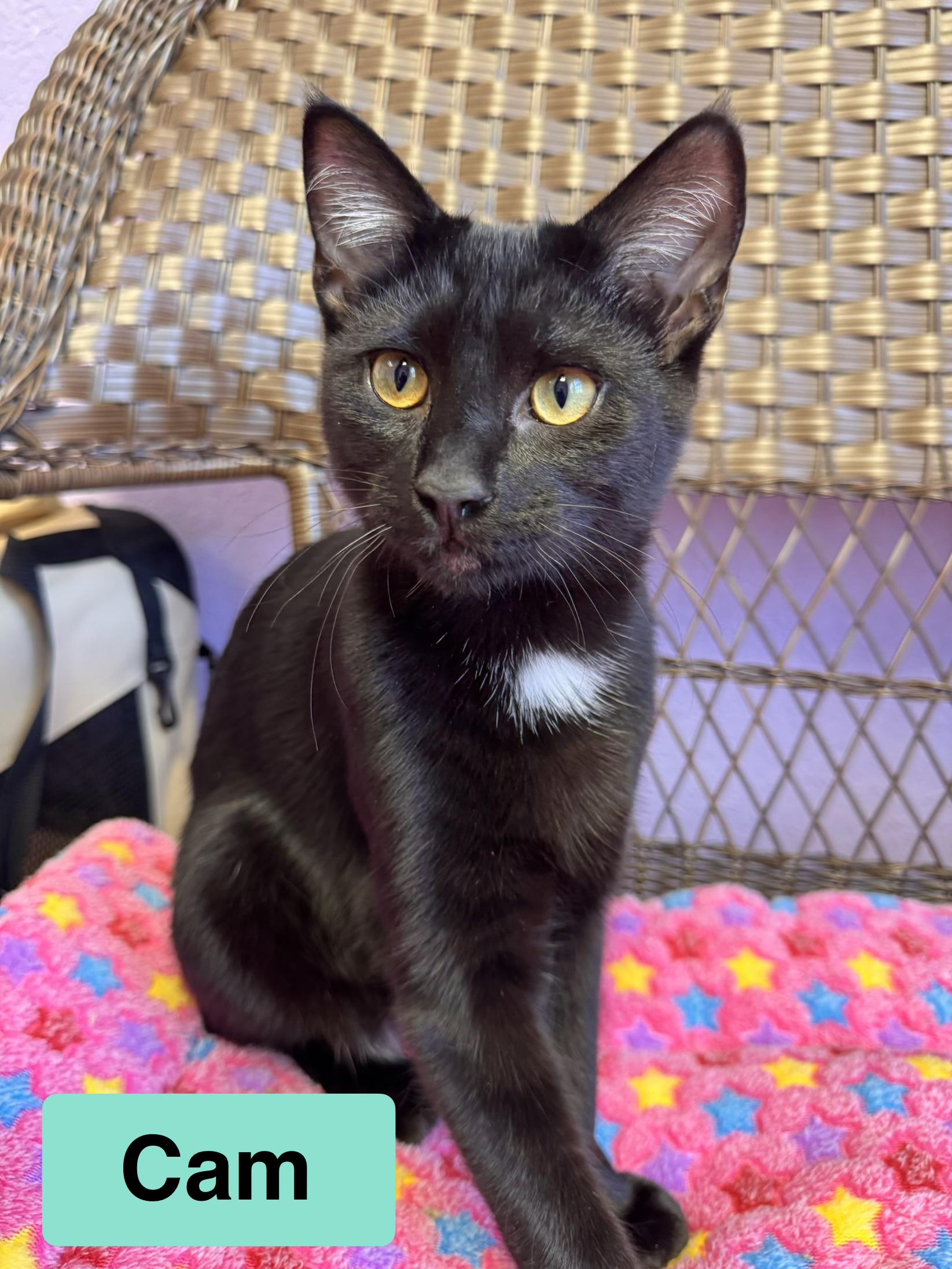 Enlarge Bonded Pair - Brothers - Christian & Cam, a Adoptable Domestic Short Hair in Monroe, NC image 3/4