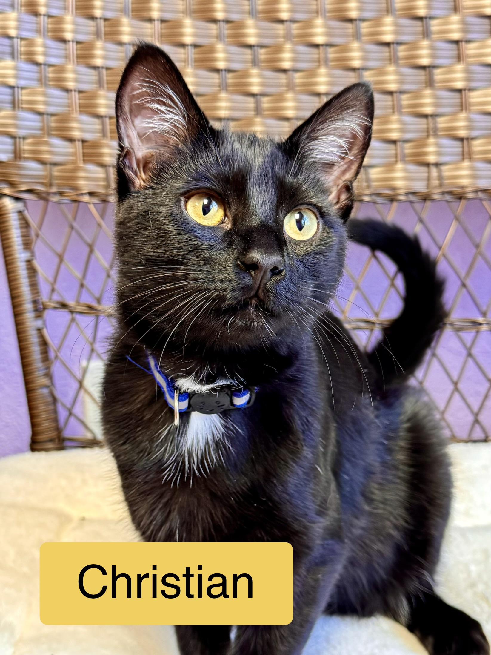 Enlarge Bonded Pair - Brothers - Christian & Cam, a Adoptable Domestic Short Hair in Monroe, NC image 2/4