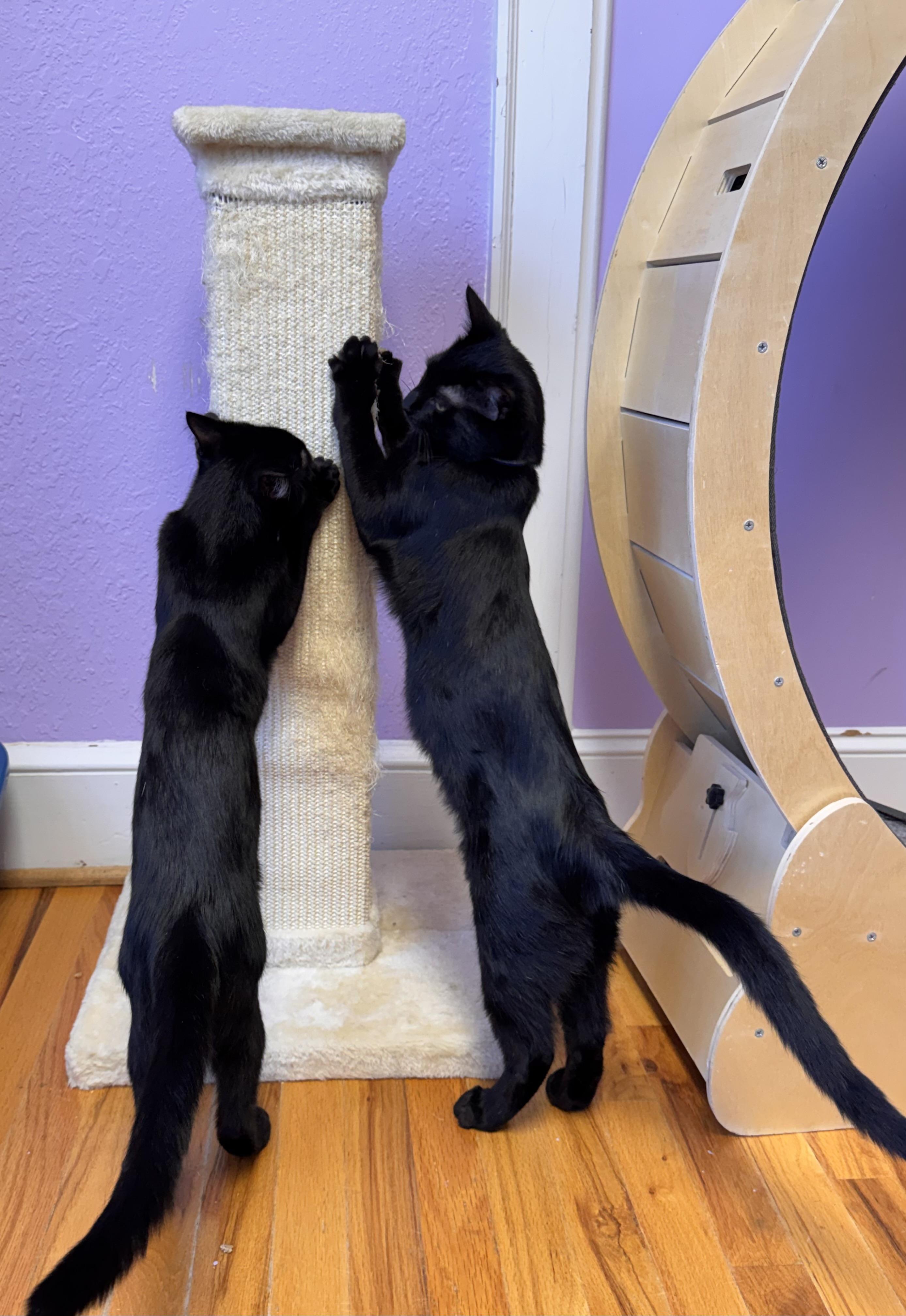 Enlarge Bonded Pair - Brothers - Christian & Cam, a Adoptable Domestic Short Hair in Monroe, NC image 4/4