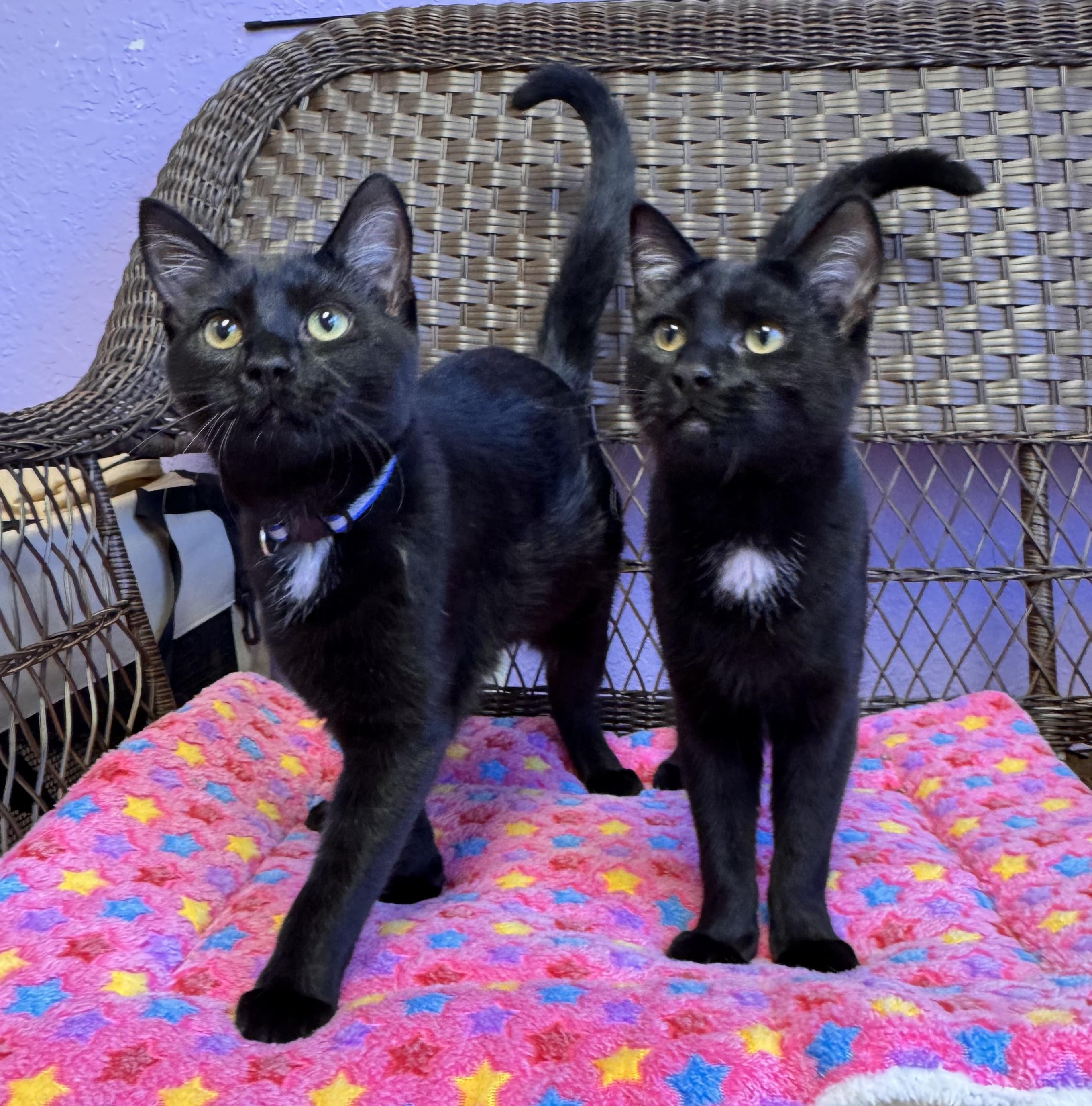 Bonded Pair - Brothers - Christian & Cam, Adoptable, Young Male Domestic Short Hair.
