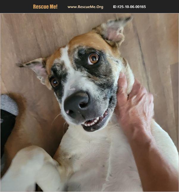 Daisy, a Adopted mixed breed in Coarsegold, CA image 2/2