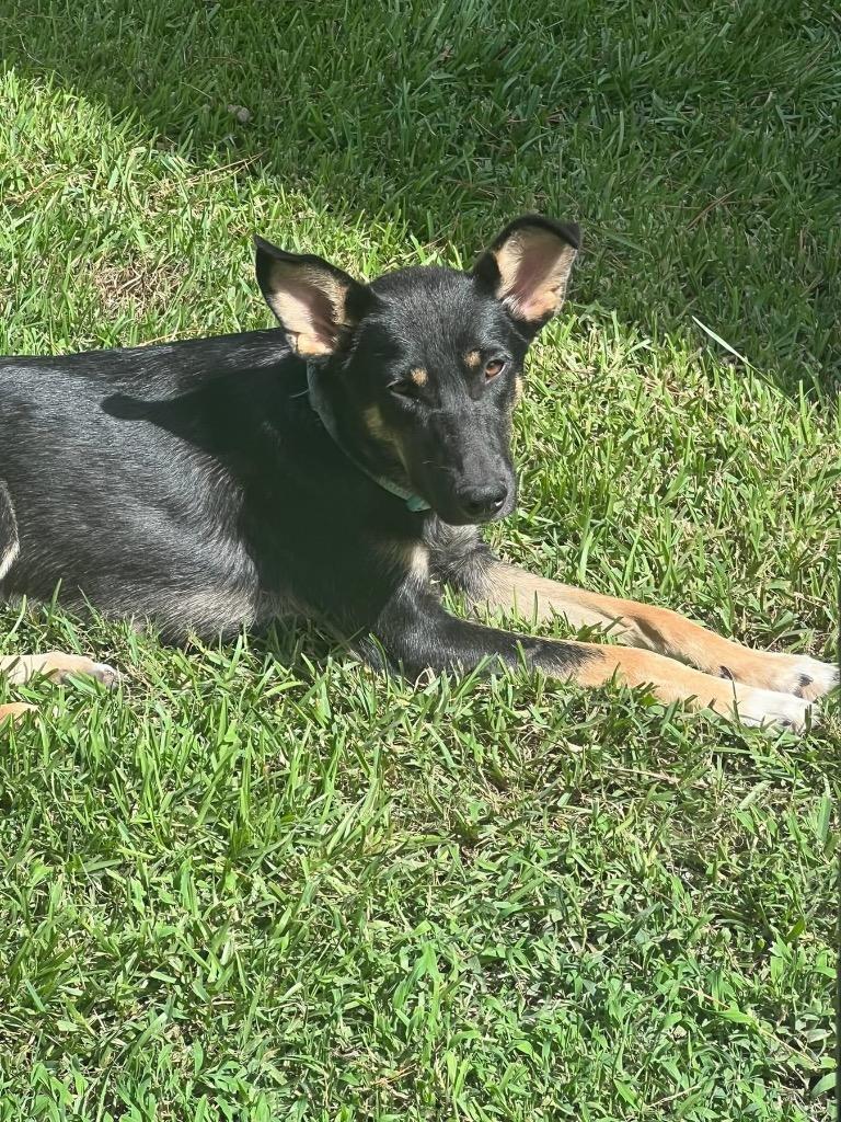 Brinne, a Adoptable mixed breed in Nacogdoches, TX image 1/5