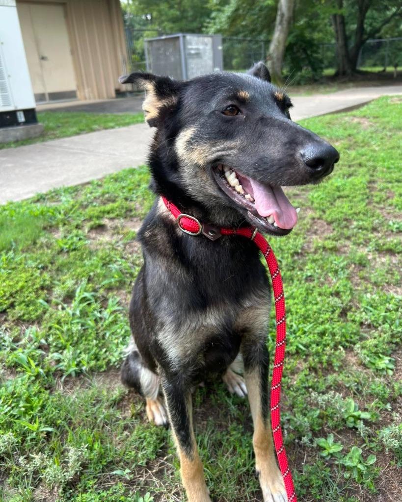 Brinne, Adoptable, Young Female German Shepherd Dog.