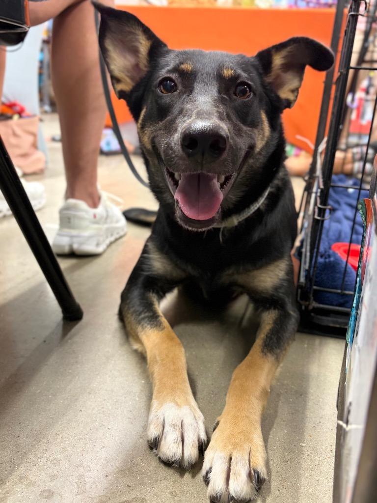 Enlarge Brinne, a Adoptable mixed breed in Nacogdoches, TX image 2/6
