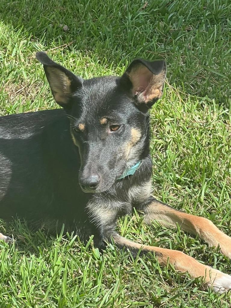 Brinne, a Adoptable mixed breed in Nacogdoches, TX image 3/5