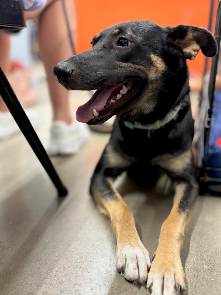 Enlarge Brinne, a Adoptable mixed breed in Nacogdoches, TX image 4/6