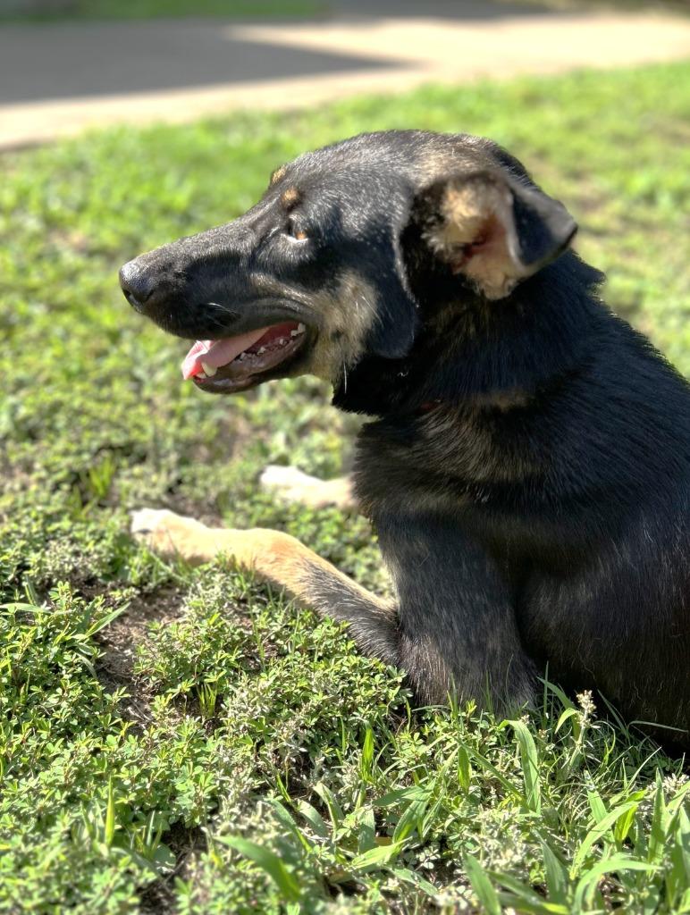 Brinne, a Adoptable mixed breed in Nacogdoches, TX image 4/5